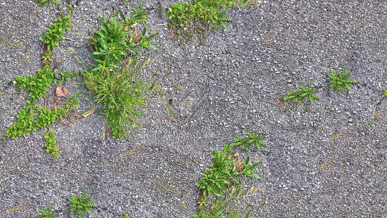 Textures   -   ARCHITECTURE   -   ROADS   -   Asphalt  - Asphalt with grass texture seamless 21204 (seamless)