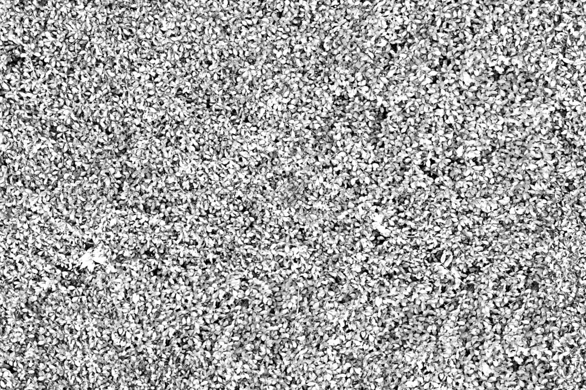 Textures   -   NATURE ELEMENTS   -   VEGETATION   -   Green grass  - Fat grass texture seamless 18844 - Bump