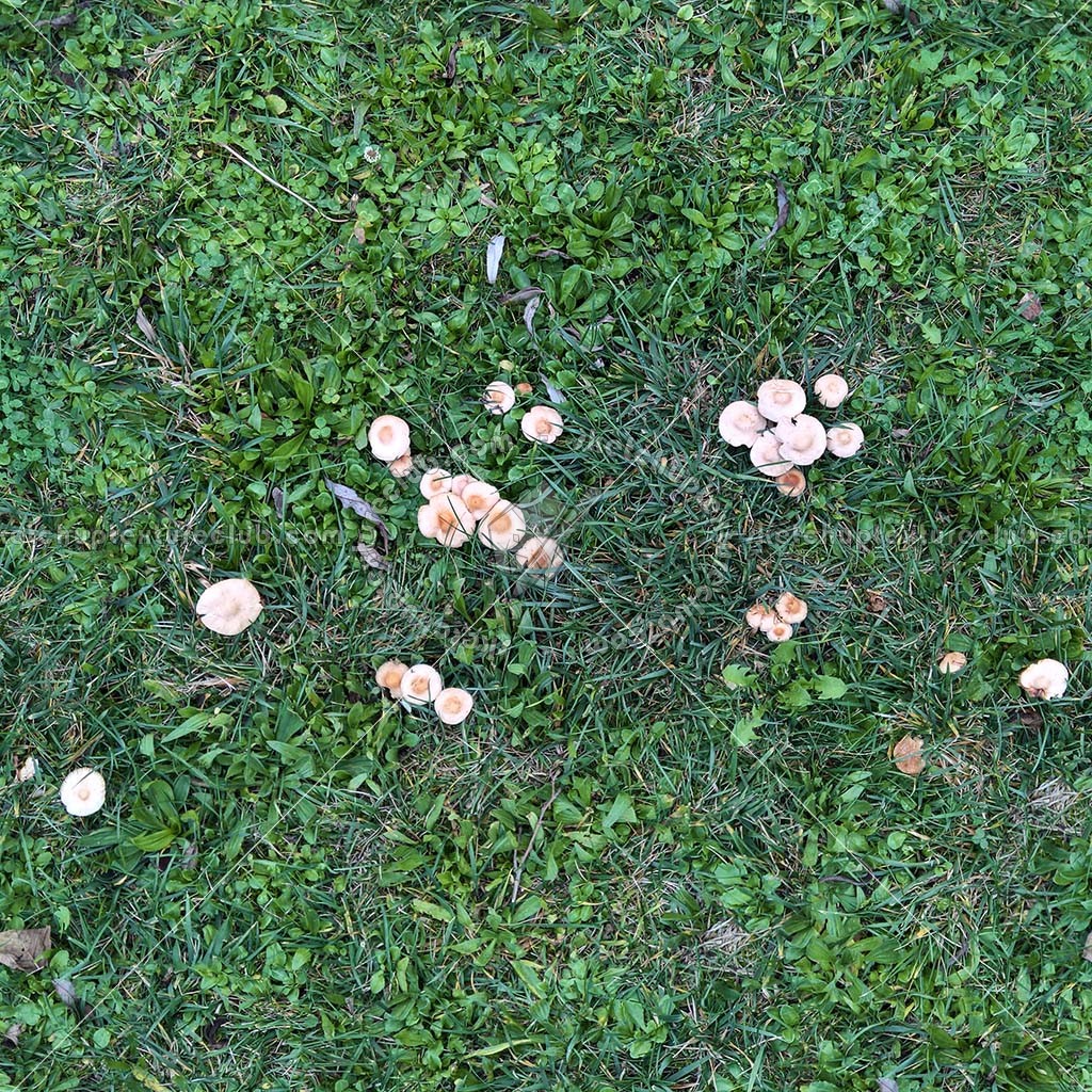 Textures   -   NATURE ELEMENTS   -   VEGETATION   -   Green grass  - Green grass with mushrooms texture seamless 19277 (seamless)