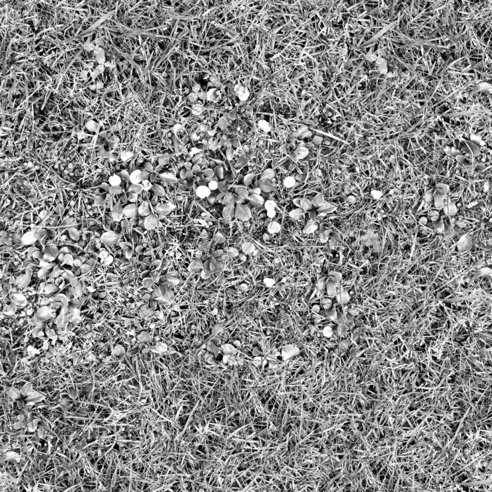 Textures   -   NATURE ELEMENTS   -   VEGETATION   -   Green grass  - Green grass with mushrooms texture seamless 19279 - Bump