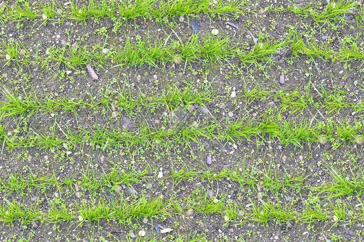 Textures   -   NATURE ELEMENTS   -   VEGETATION   -   Green grass  - Grass rows texture seamless 19657 (seamless)