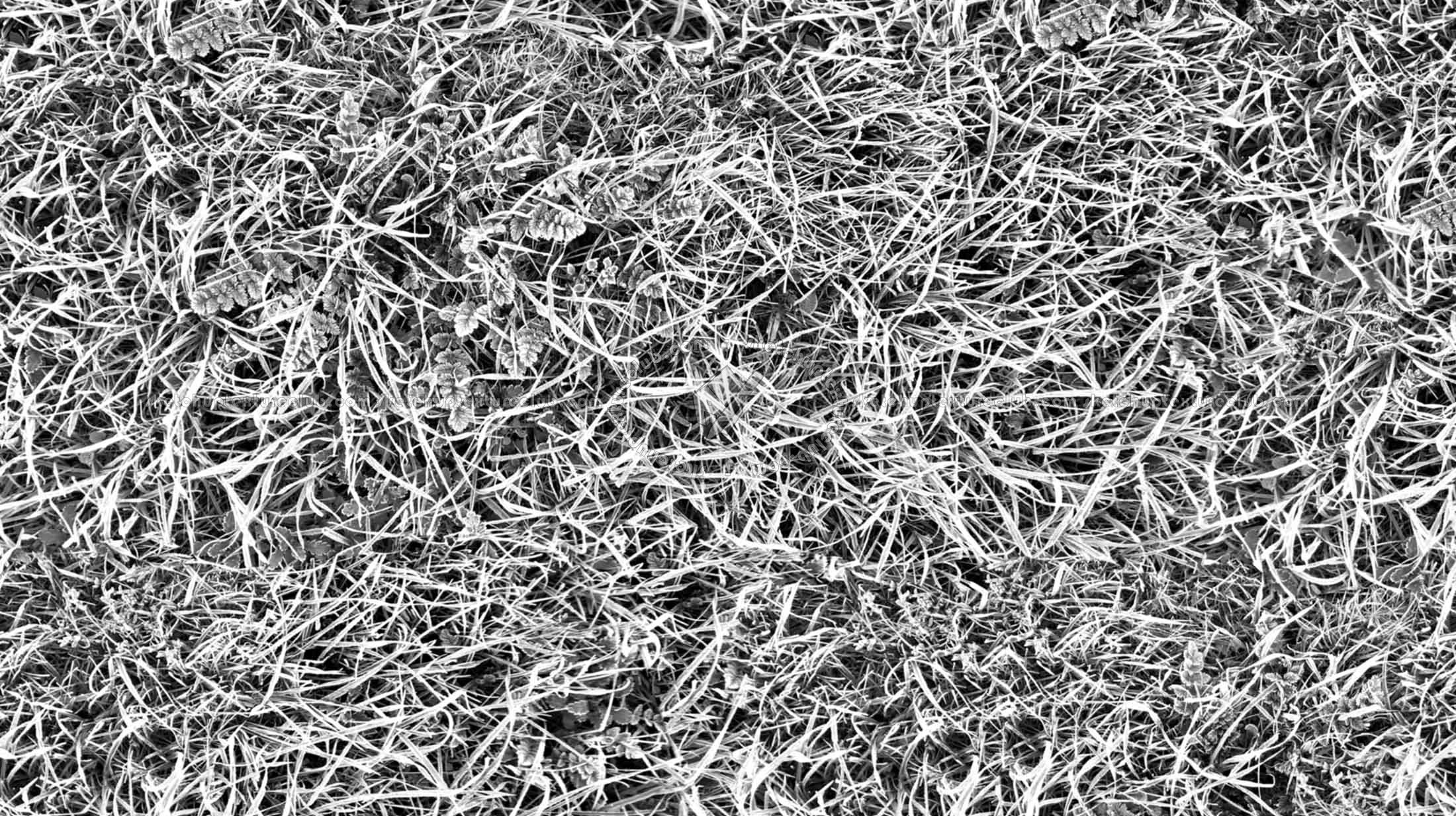 Textures   -   NATURE ELEMENTS   -   VEGETATION   -   Green grass  - Frozen grass texture seamless 19662 - Bump