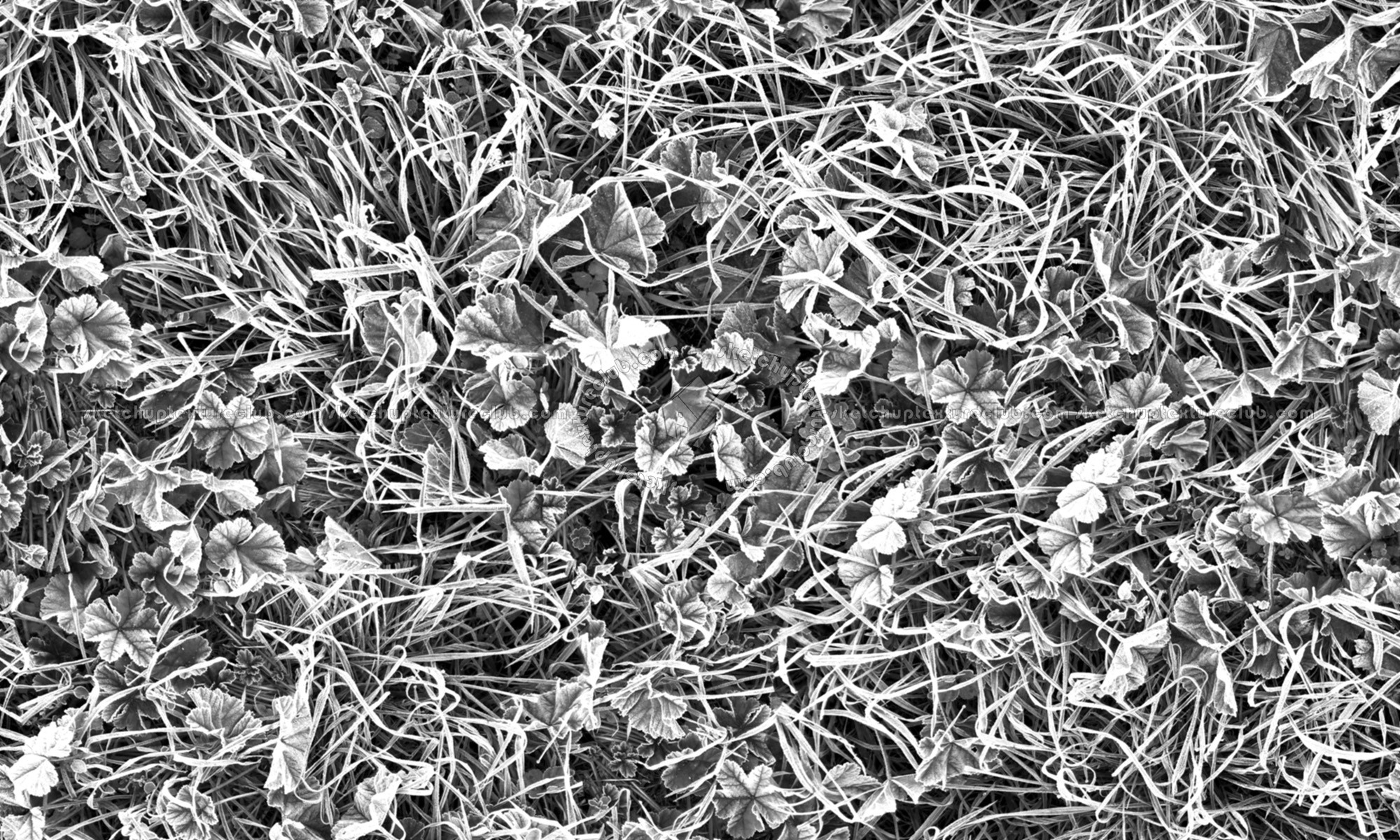 Textures   -   NATURE ELEMENTS   -   VEGETATION   -   Green grass  - Frozen grass texture seamless 19671 - Bump