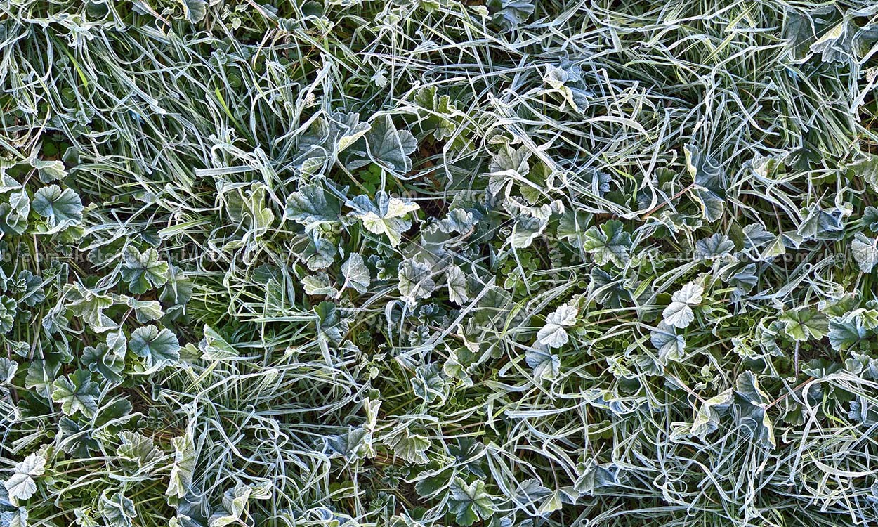 Textures   -   NATURE ELEMENTS   -   VEGETATION   -   Green grass  - Frozen grass texture seamless 19671 (seamless)