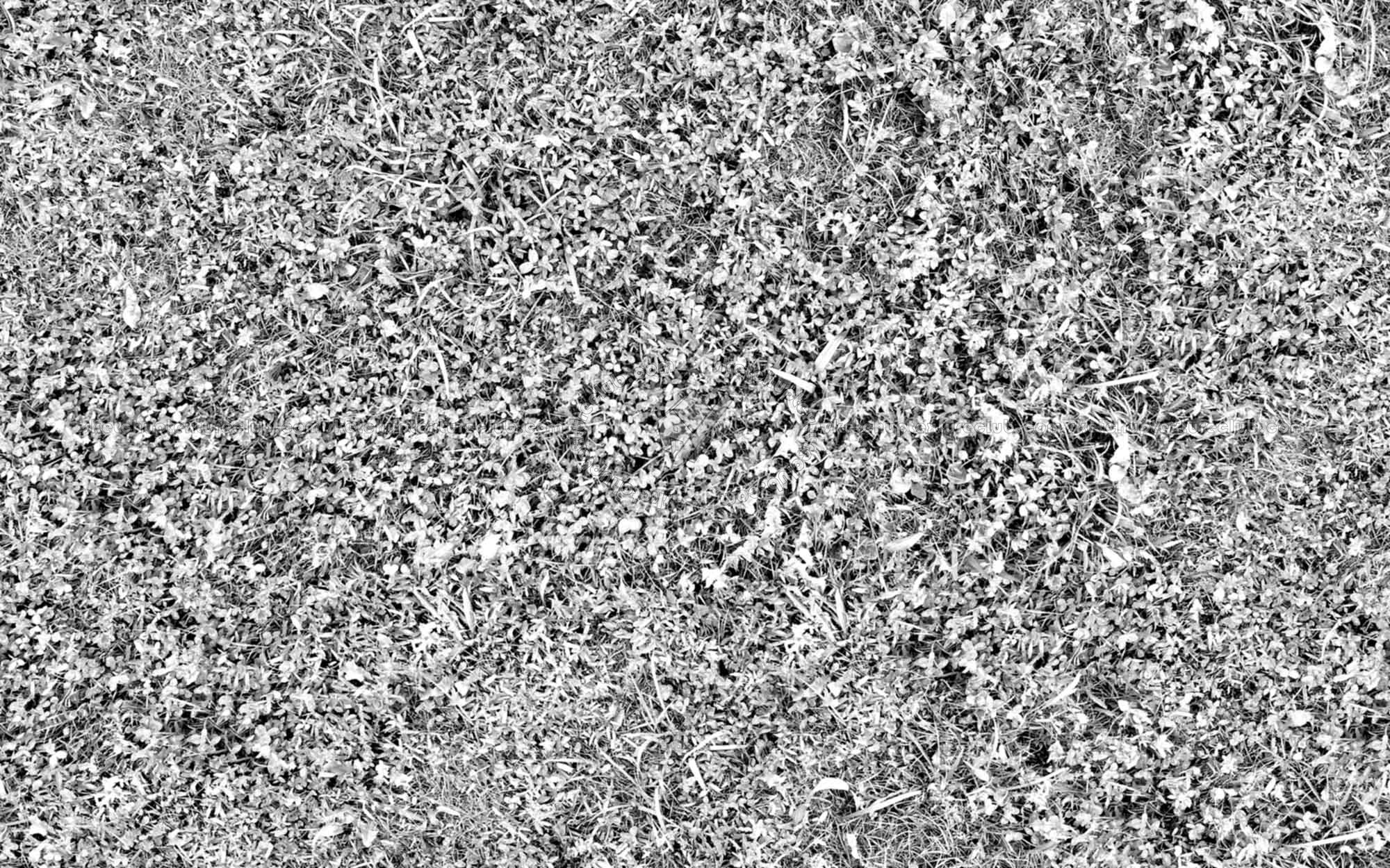 Textures   -   NATURE ELEMENTS   -   VEGETATION   -   Green grass  - Wild green grass texture seamless 20654 - Bump