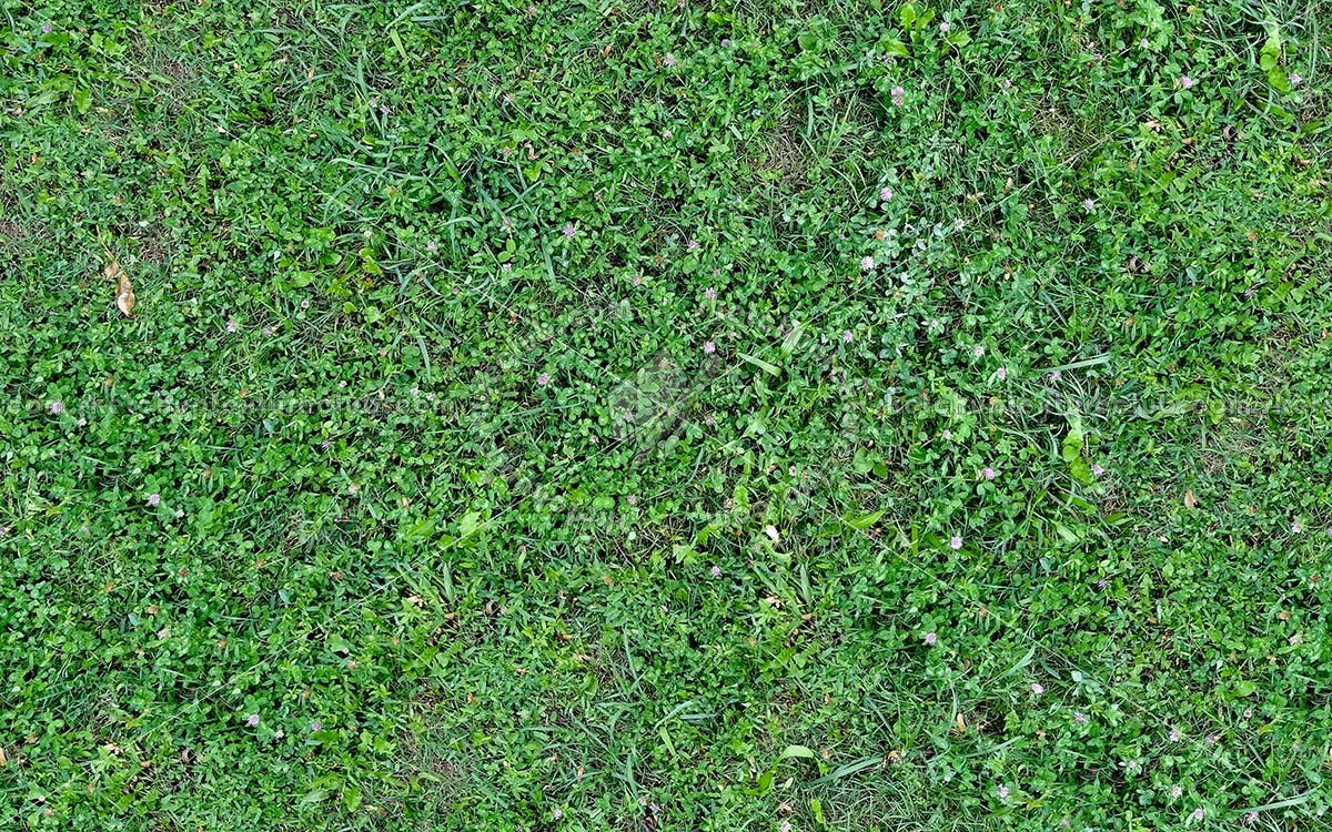 Textures   -   NATURE ELEMENTS   -   VEGETATION   -   Green grass  - Wild green grass texture seamless 20654 (seamless)