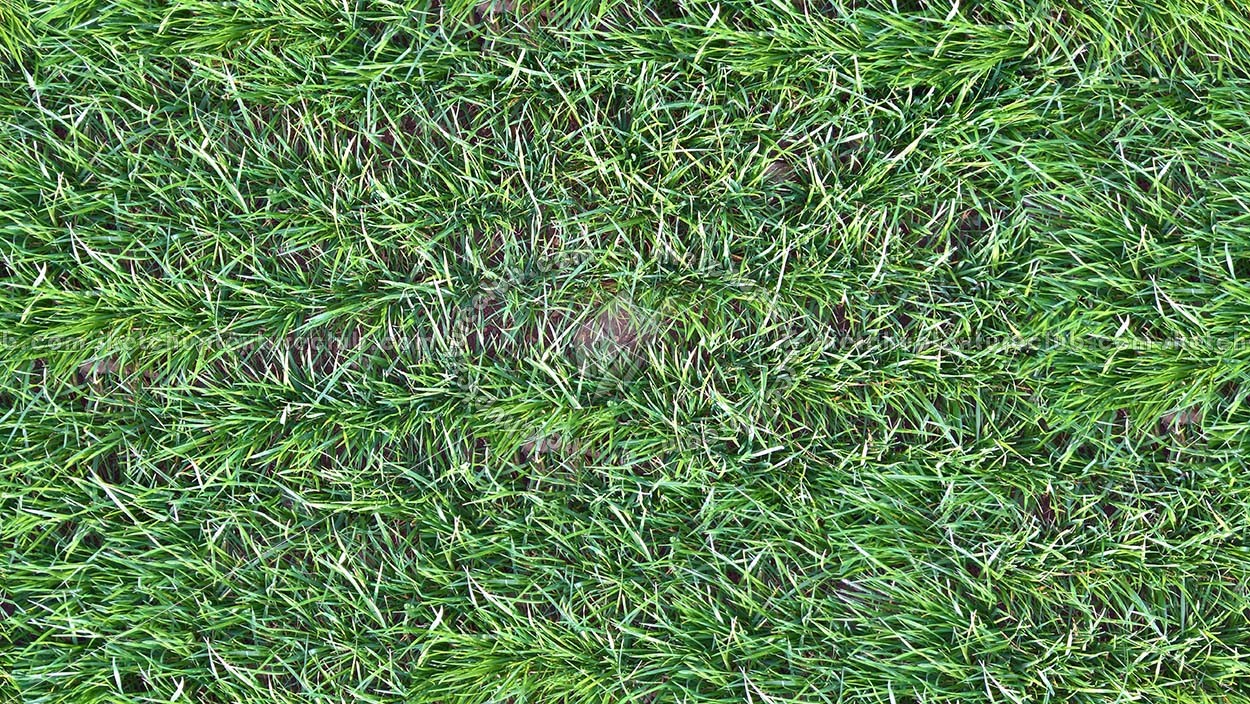Textures - NATURE ELEMENTS - VEGETATION - Green grass - Green grass texture seamless 20771 (seamless)