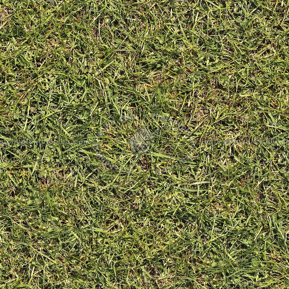 Textures   -   NATURE ELEMENTS   -   VEGETATION   -   Green grass  - Green grass texture seamless 21347