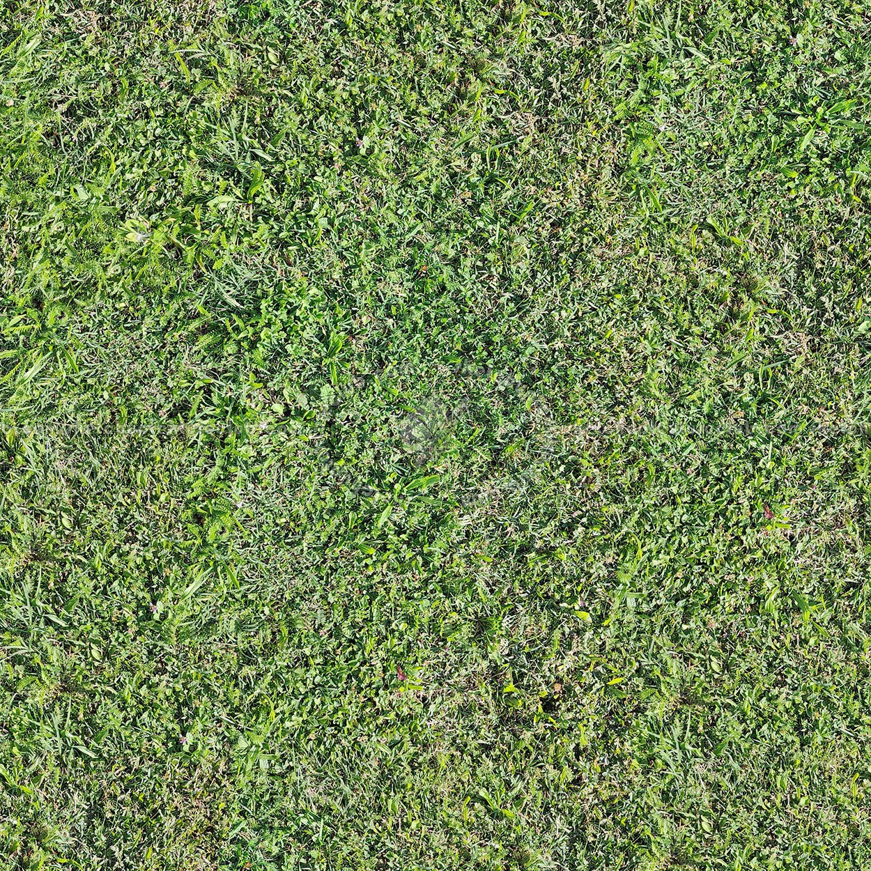 Textures   -   NATURE ELEMENTS   -   VEGETATION   -   Green grass  - Green grass pbr texture seamless 22094