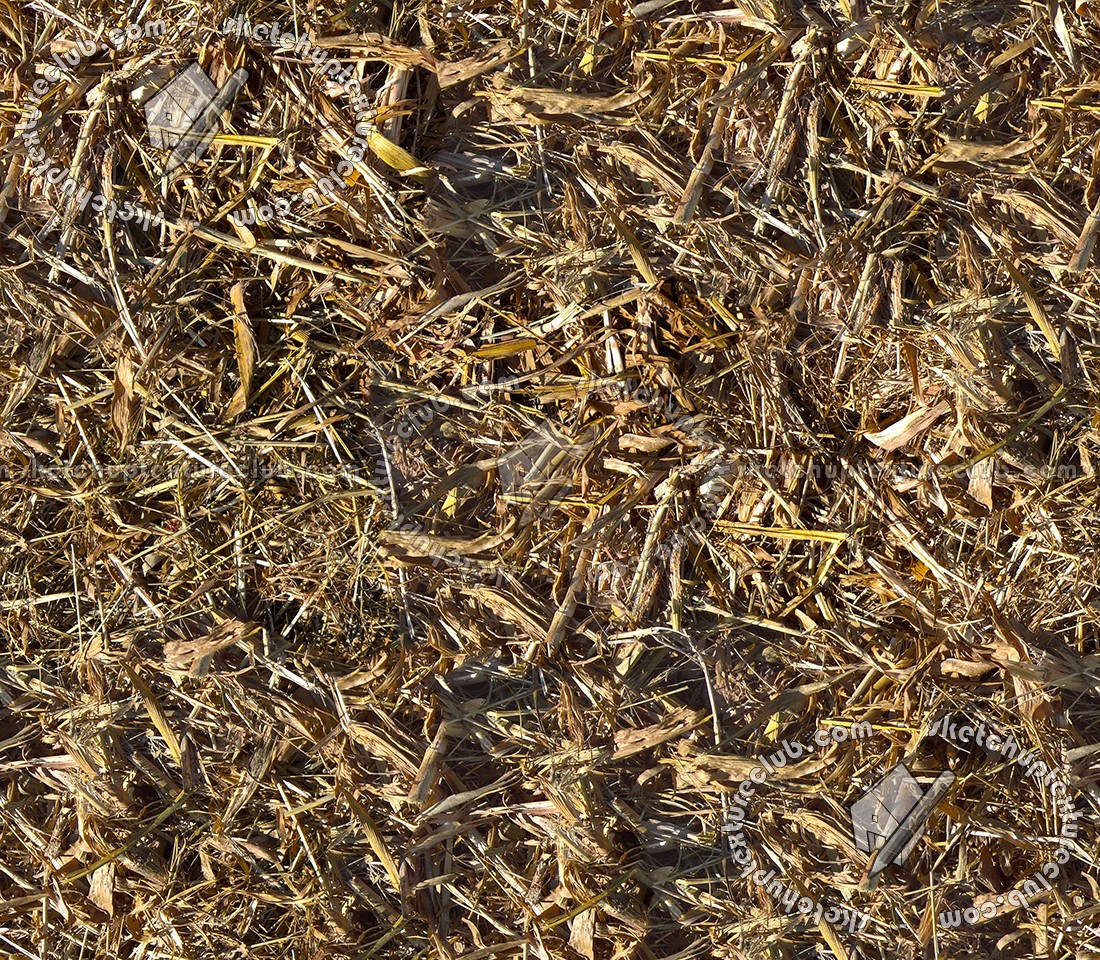 Textures   -   NATURE ELEMENTS   -   VEGETATION   -   Dry grass  - Dry leaves after harvest of corn texture seamless 17675 (seamless)