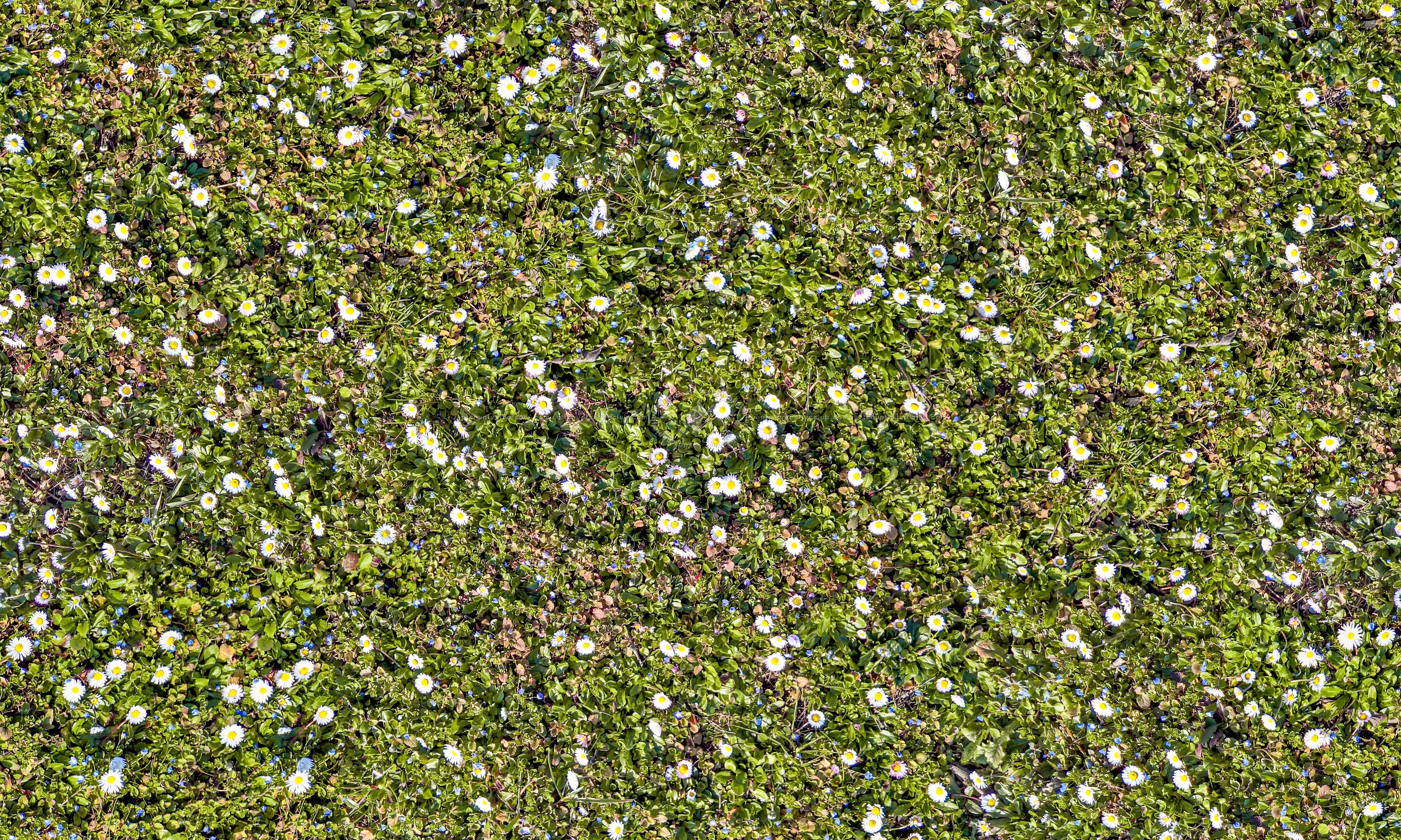 Textures   -   NATURE ELEMENTS   -   VEGETATION   -   Flowery fields  - First marguerites in march texture seamless 20542 (seamless)