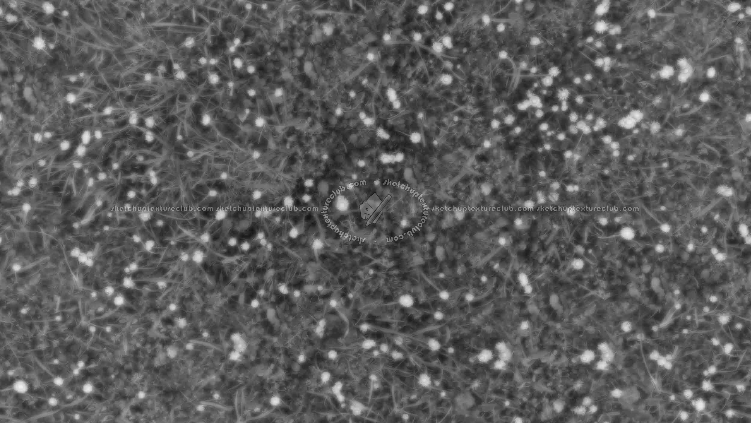 Textures   -   NATURE ELEMENTS   -   VEGETATION   -   Flowery fields  - First marguerites in march texture seamless 20554 - Displacement