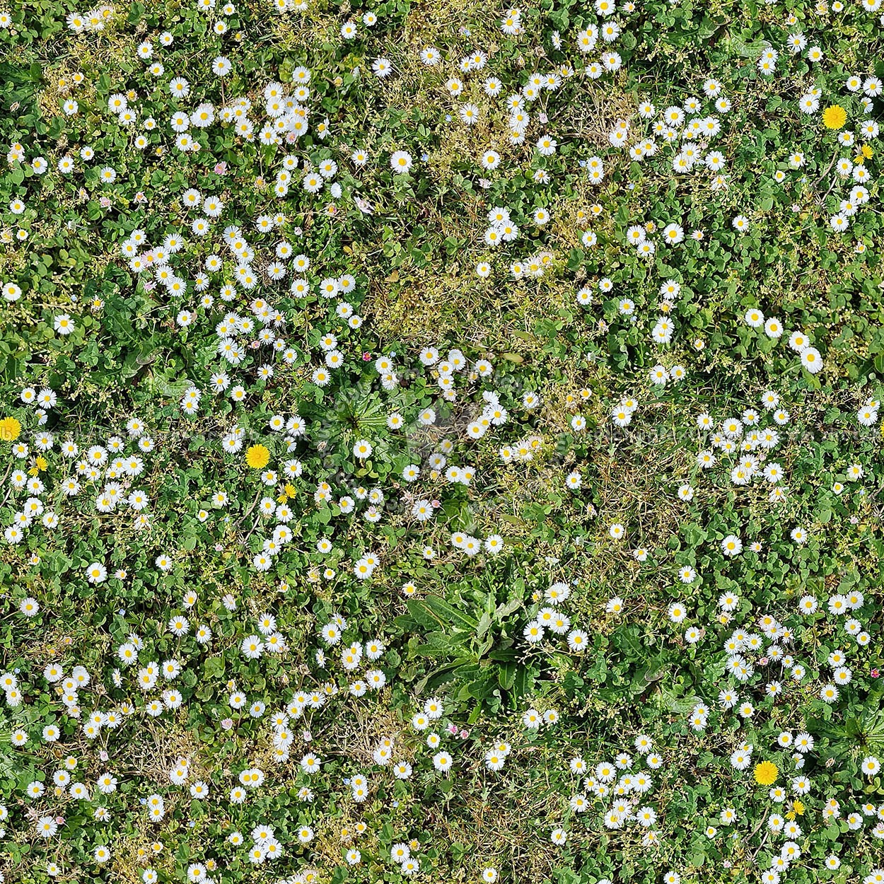 Textures   -   NATURE ELEMENTS   -   VEGETATION   -   Flowery fields  - meadow with daisies pbr texture semaless 22189 (seamless)