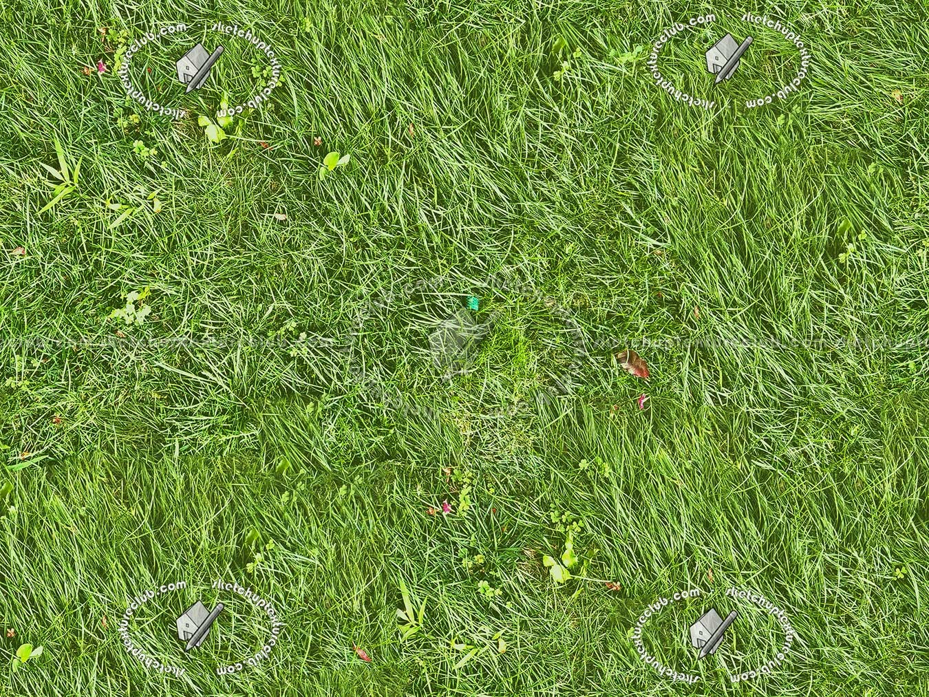 Textures   -   NATURE ELEMENTS   -   VEGETATION   -   Green grass  - Green grass texture seamless 12970 (seamless)