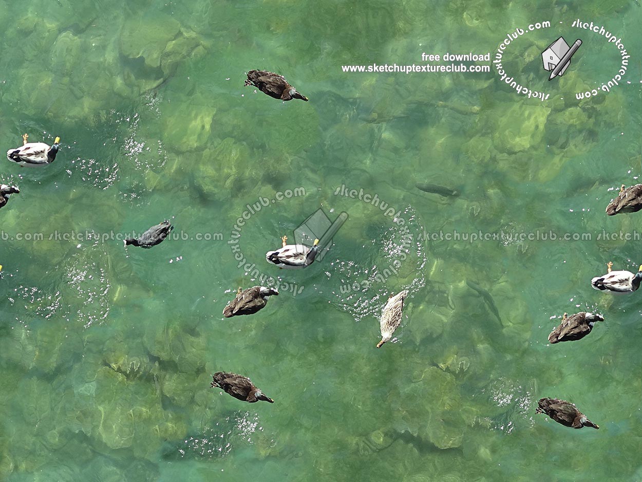 Textures   -   NATURE ELEMENTS   -   WATER   -   Streams  - Water with ducks texture seamless 18345 (seamless)