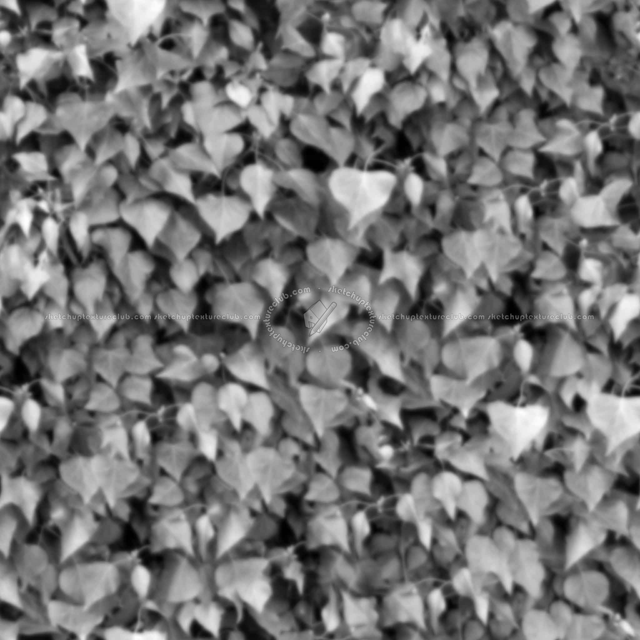 Textures   -   NATURE ELEMENTS   -   VEGETATION   -   Hedges  - Ivy hedge texture seamless 13115 - Displacement