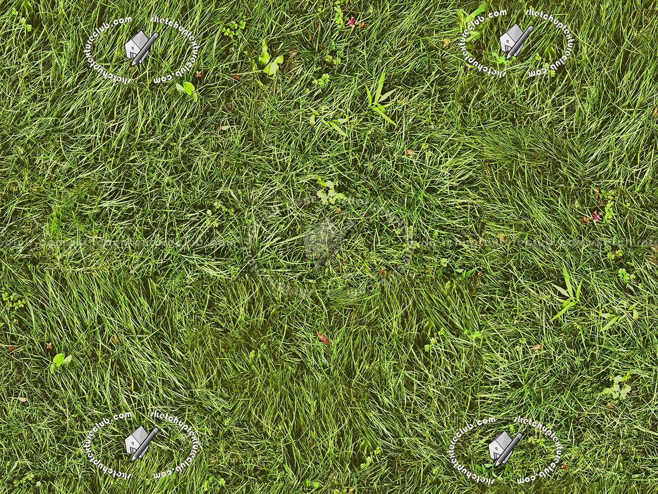 Textures   -   NATURE ELEMENTS   -   VEGETATION   -   Green grass  - Green grass texture seamless 12971 (seamless)