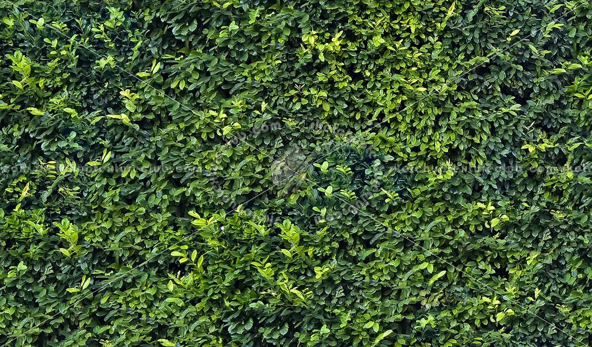 Textures   -   NATURE ELEMENTS   -   VEGETATION   -   Hedges  - Green hedge texture seamless 17380 (seamless)