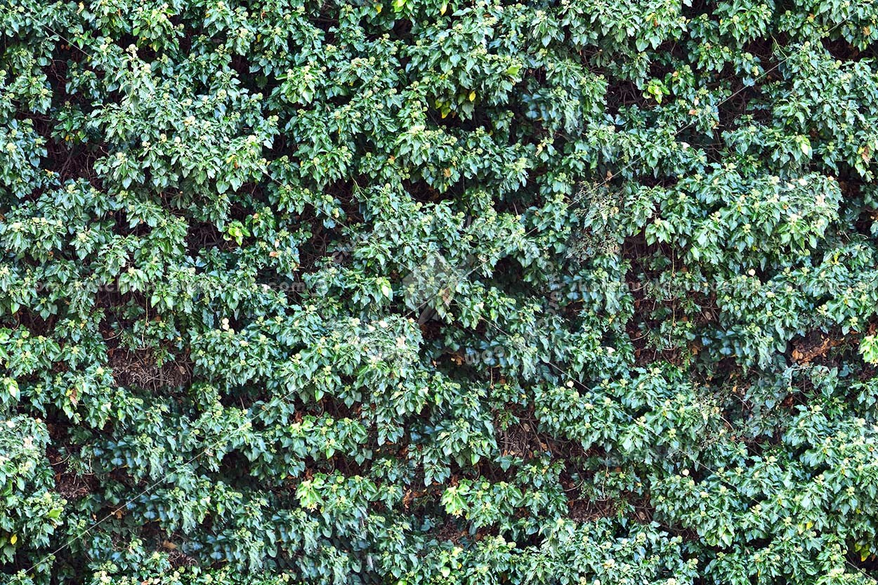 Textures   -   NATURE ELEMENTS   -   VEGETATION   -   Hedges  - Creeper wild texture seamless 18340 (seamless)