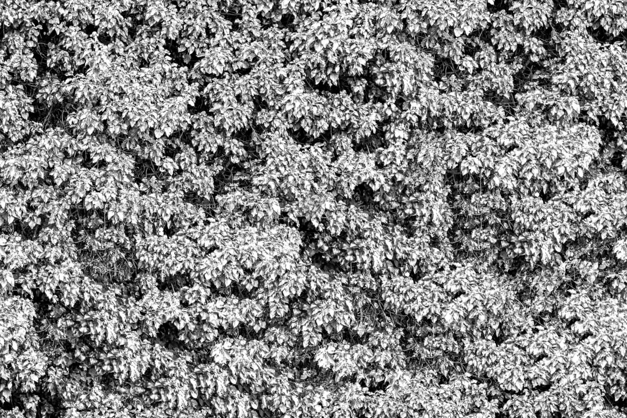 Textures   -   NATURE ELEMENTS   -   VEGETATION   -   Hedges  - Creeper wild texture seamless 18340 - Bump