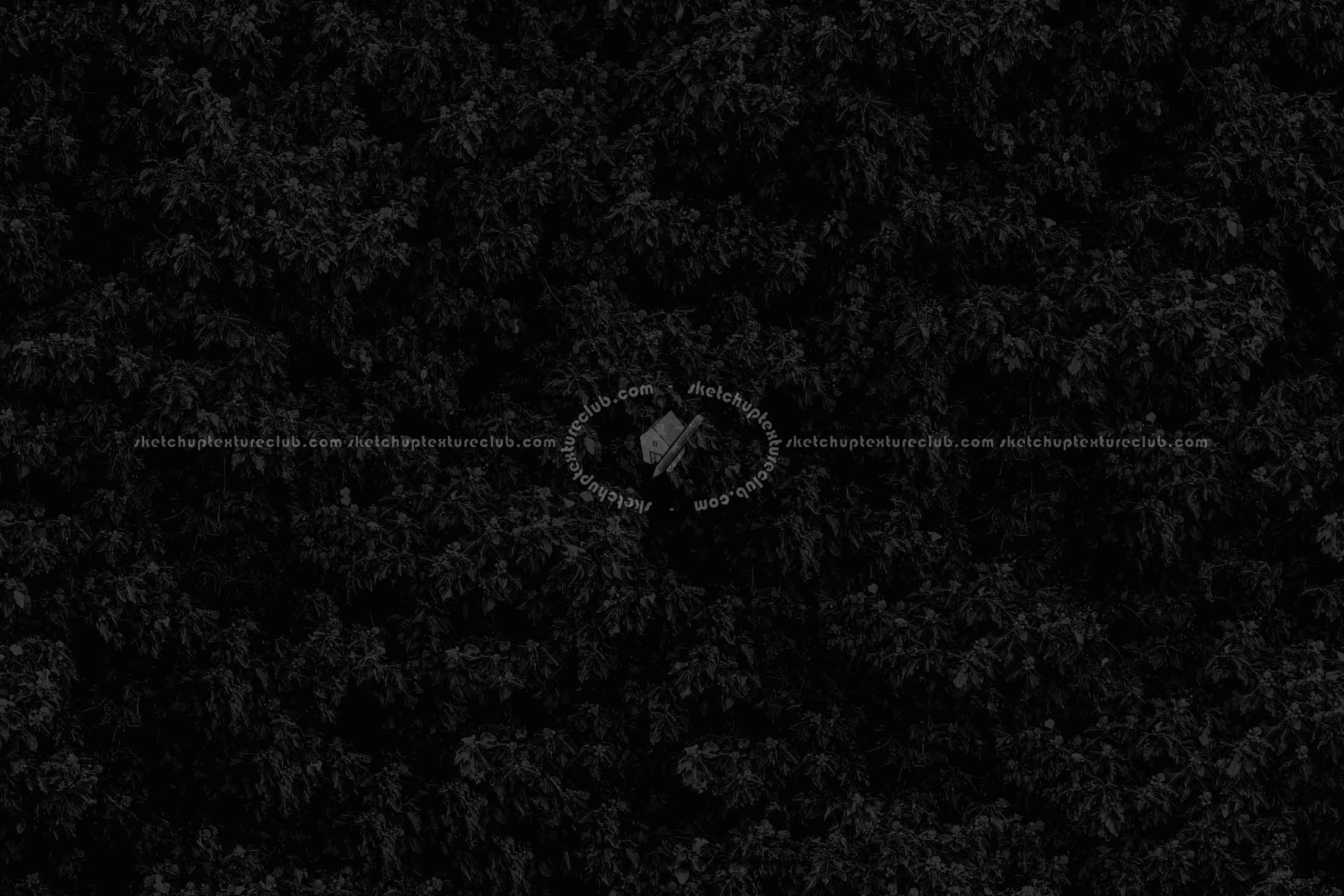 Textures   -   NATURE ELEMENTS   -   VEGETATION   -   Hedges  - Creeper wild texture seamless 18340 - Specular