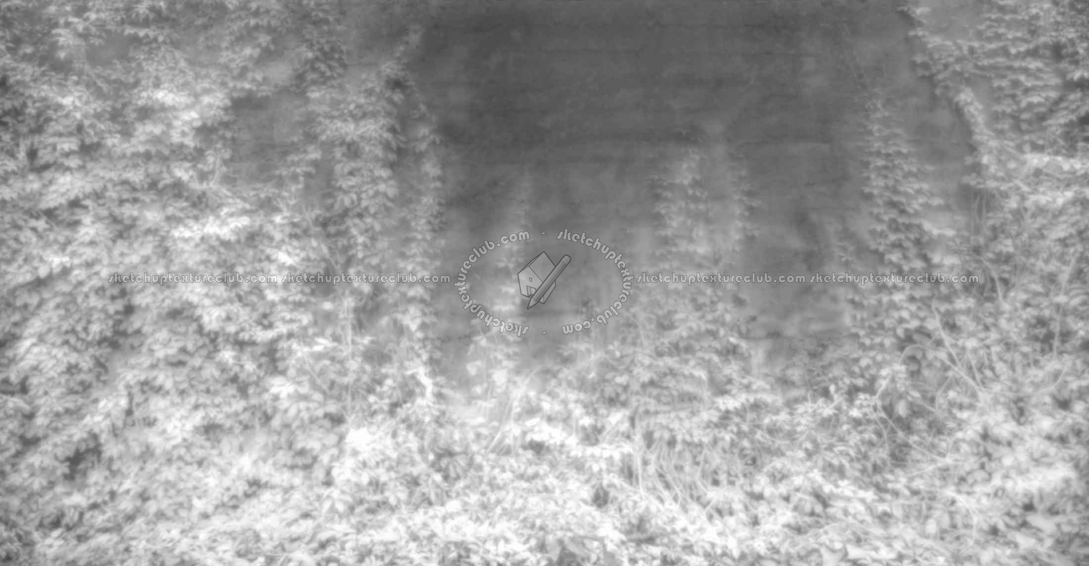 Textures   -   NATURE ELEMENTS   -   VEGETATION   -   Hedges  - Dirt concrete wall with wild creeper texture horizontal seamless 18409 - Displacement