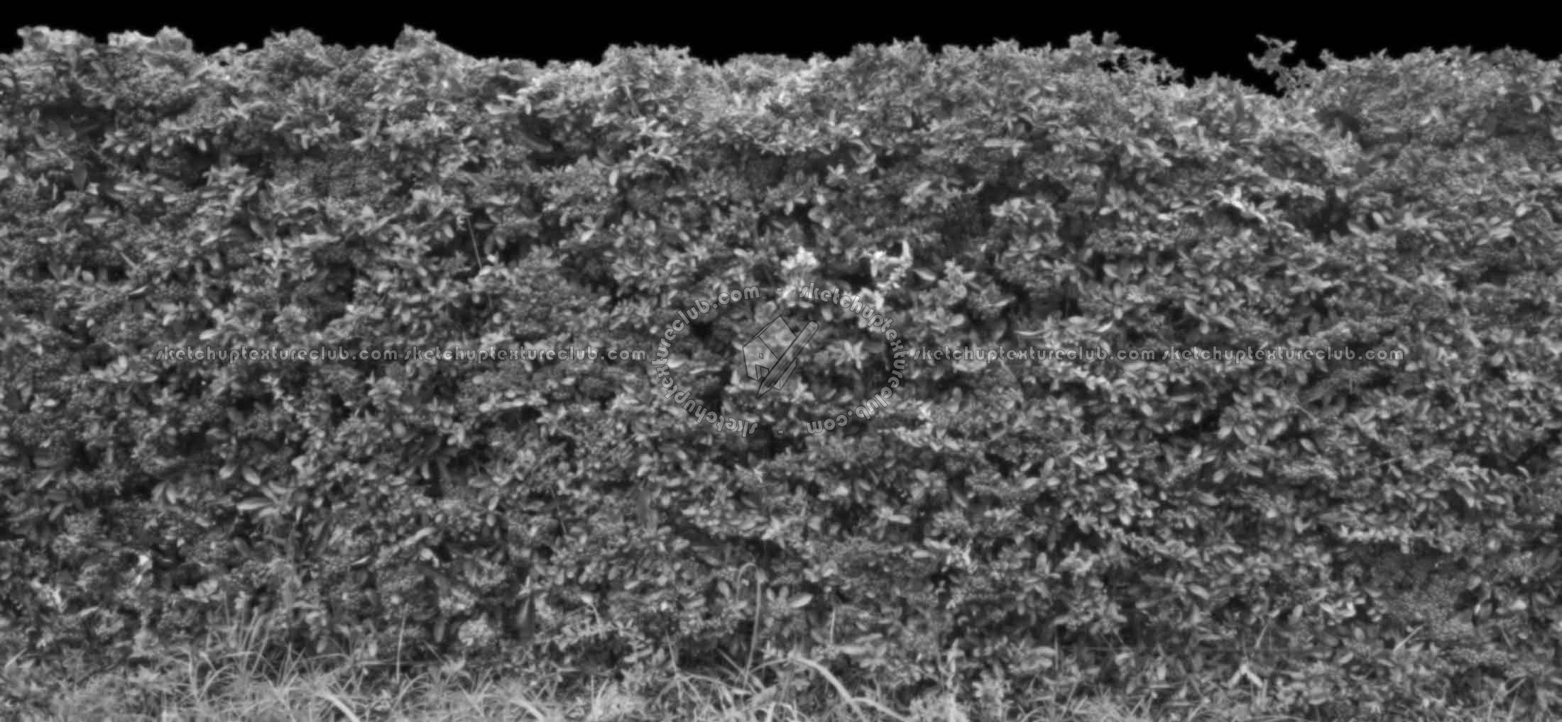 Textures   -   NATURE ELEMENTS   -   VEGETATION   -   Hedges  - Cut out autumnal hedge texture seamless 18706 - Displacement