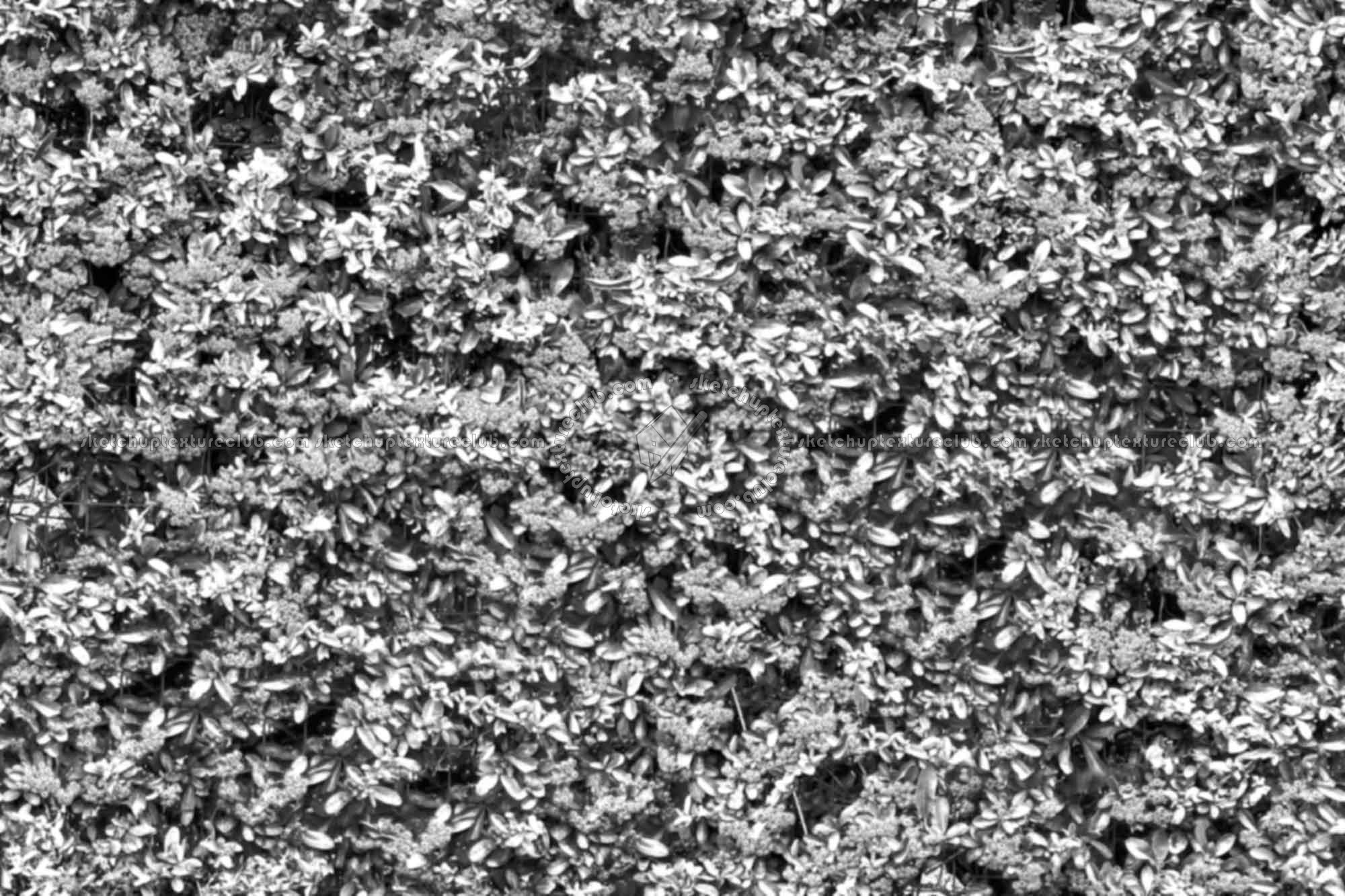 Textures   -   NATURE ELEMENTS   -   VEGETATION   -   Hedges  - Autumnal hedge texture seamless 18707 - Bump