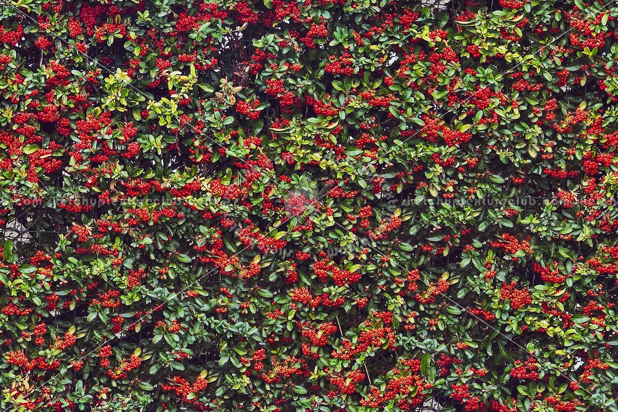 Textures   -   NATURE ELEMENTS   -   VEGETATION   -   Hedges  - Autumnal hedge texture seamless 18707 (seamless)