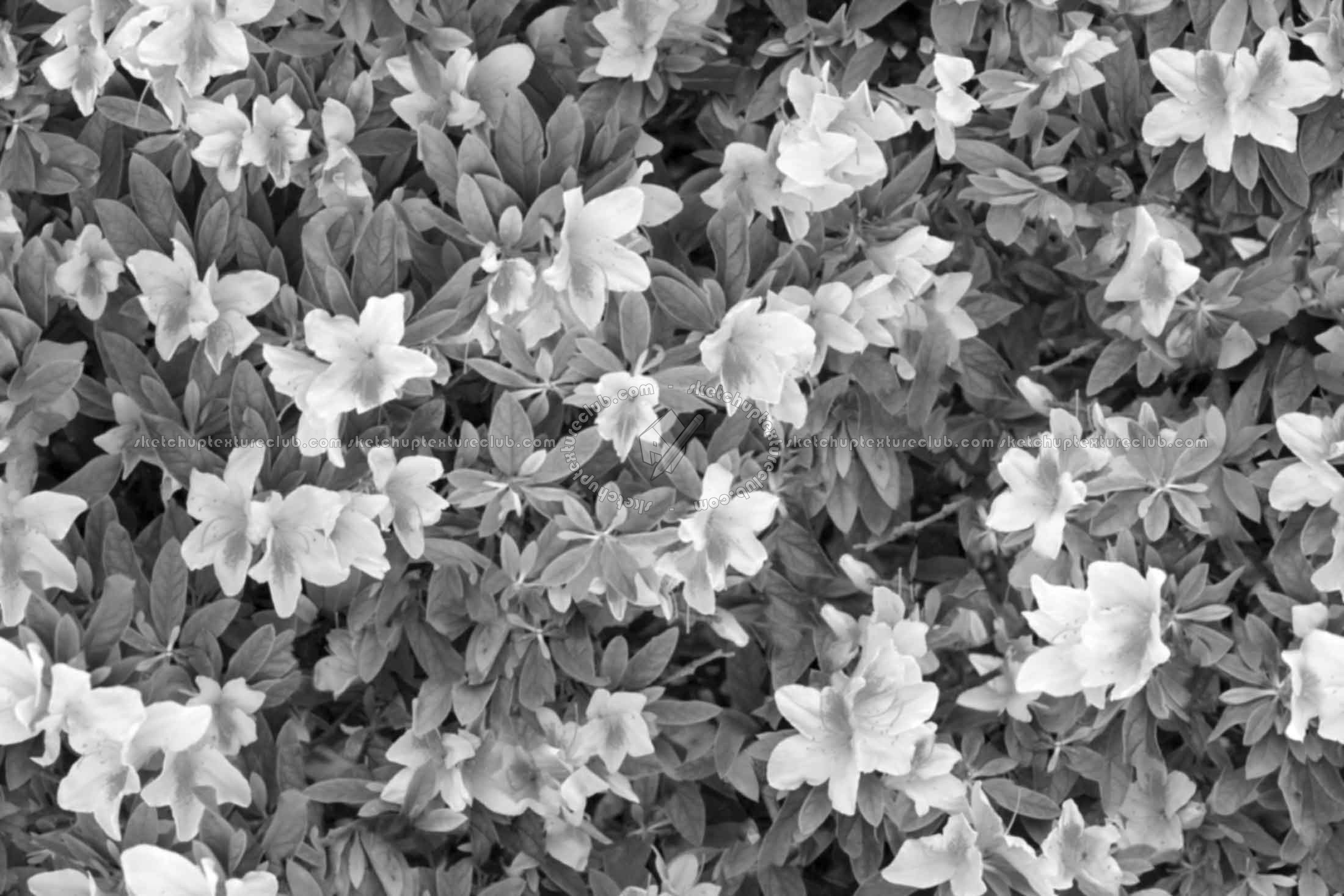 Textures   -   NATURE ELEMENTS   -   VEGETATION   -   Hedges  - Hedge in bloom texture seamless 20653 - Bump