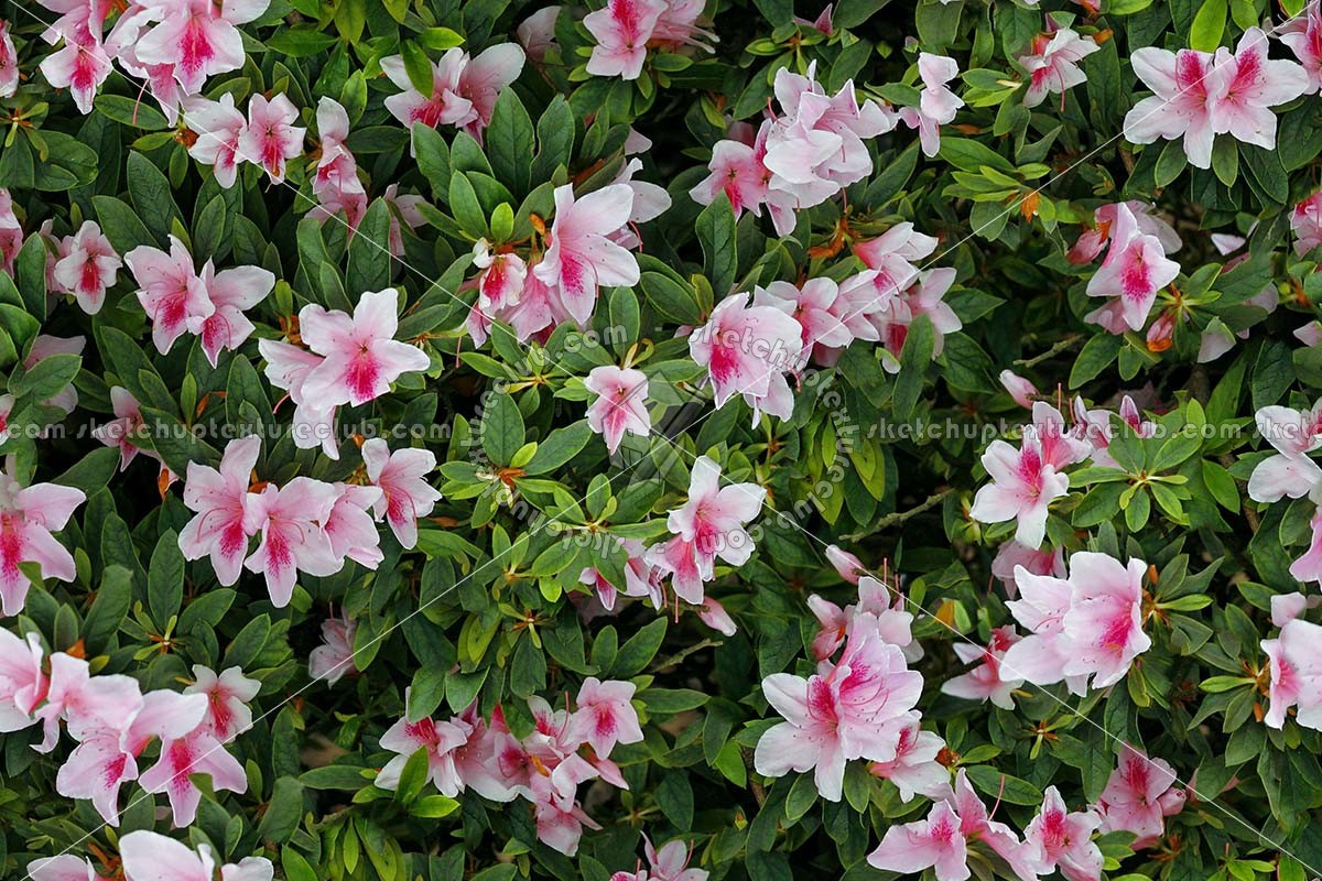 Textures   -   NATURE ELEMENTS   -   VEGETATION   -   Hedges  - Hedge in bloom texture seamless 20653 (seamless)