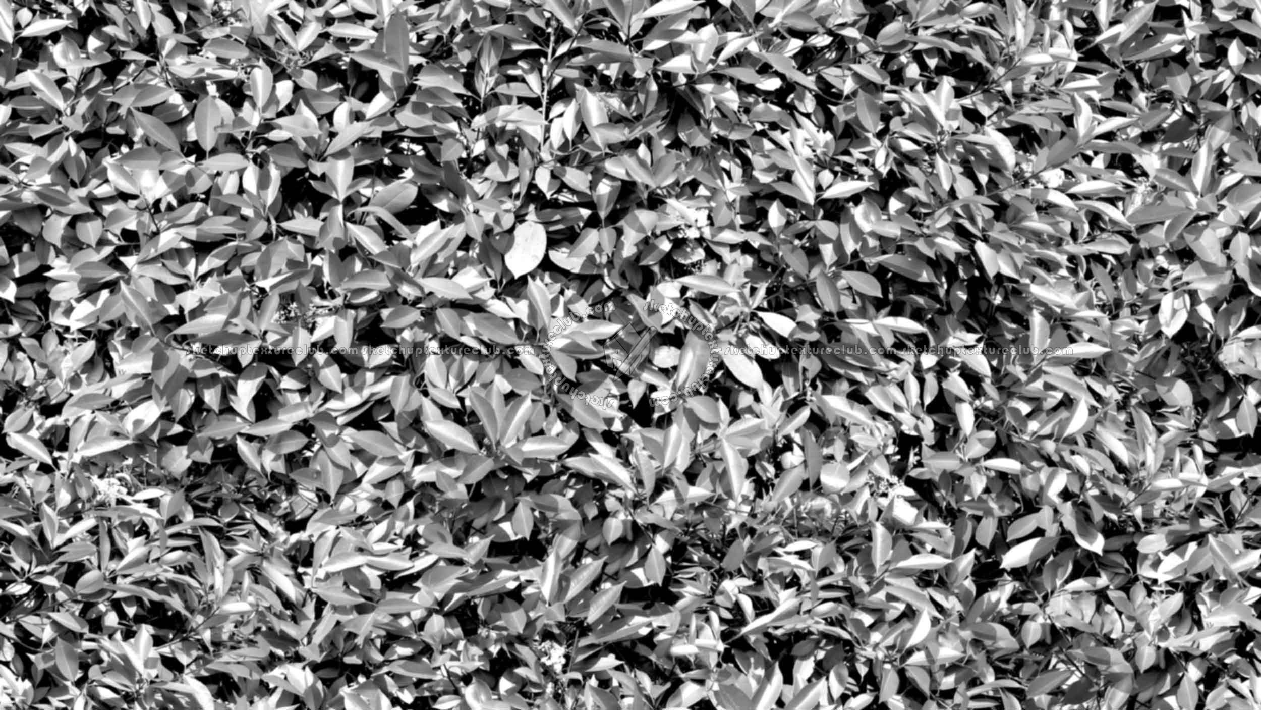 Textures   -   NATURE ELEMENTS   -   VEGETATION   -   Hedges  - Red robin hedge texture seamless 20691 - Bump