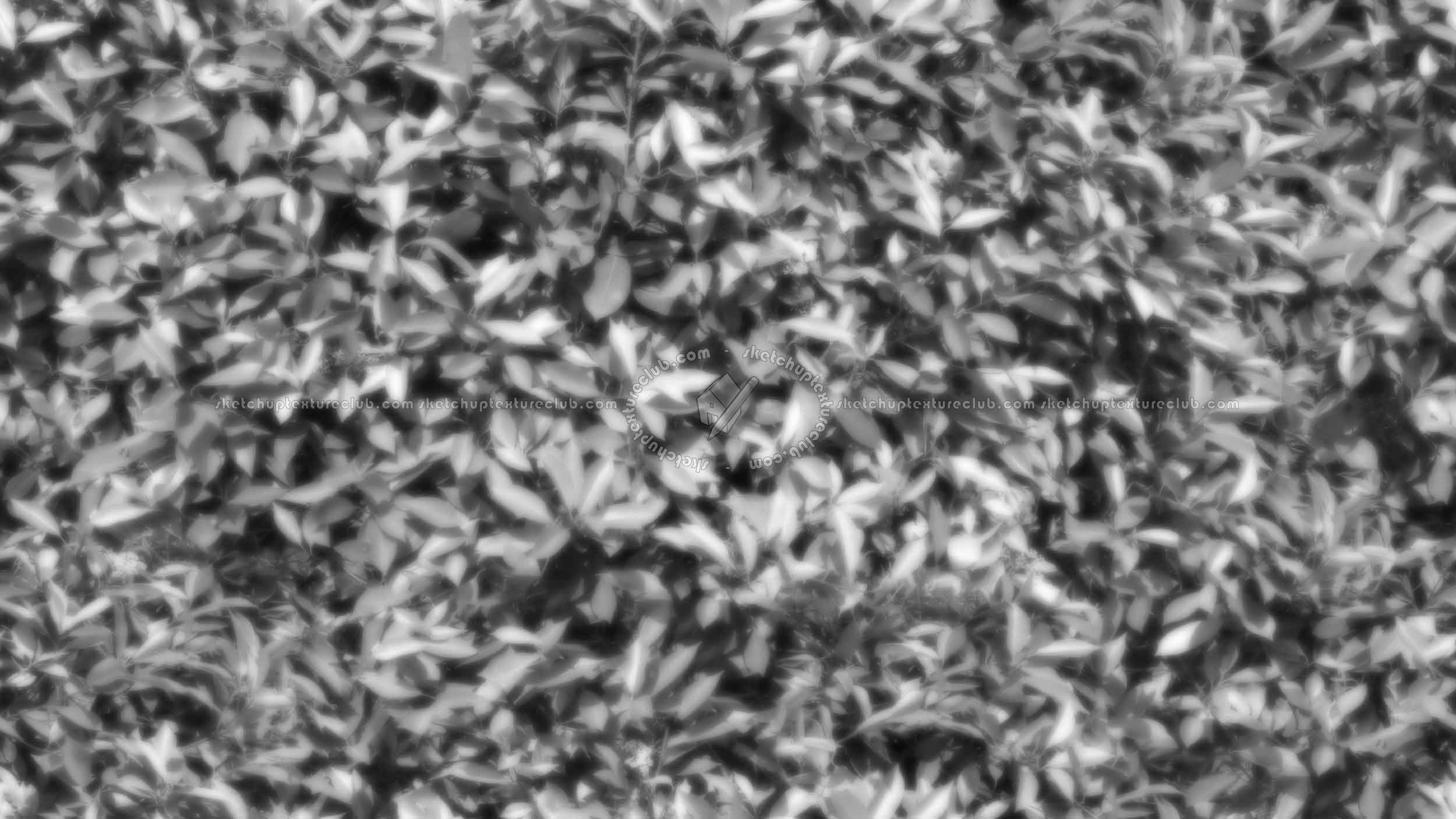 Textures   -   NATURE ELEMENTS   -   VEGETATION   -   Hedges  - Red robin hedge texture seamless 20691 - Displacement