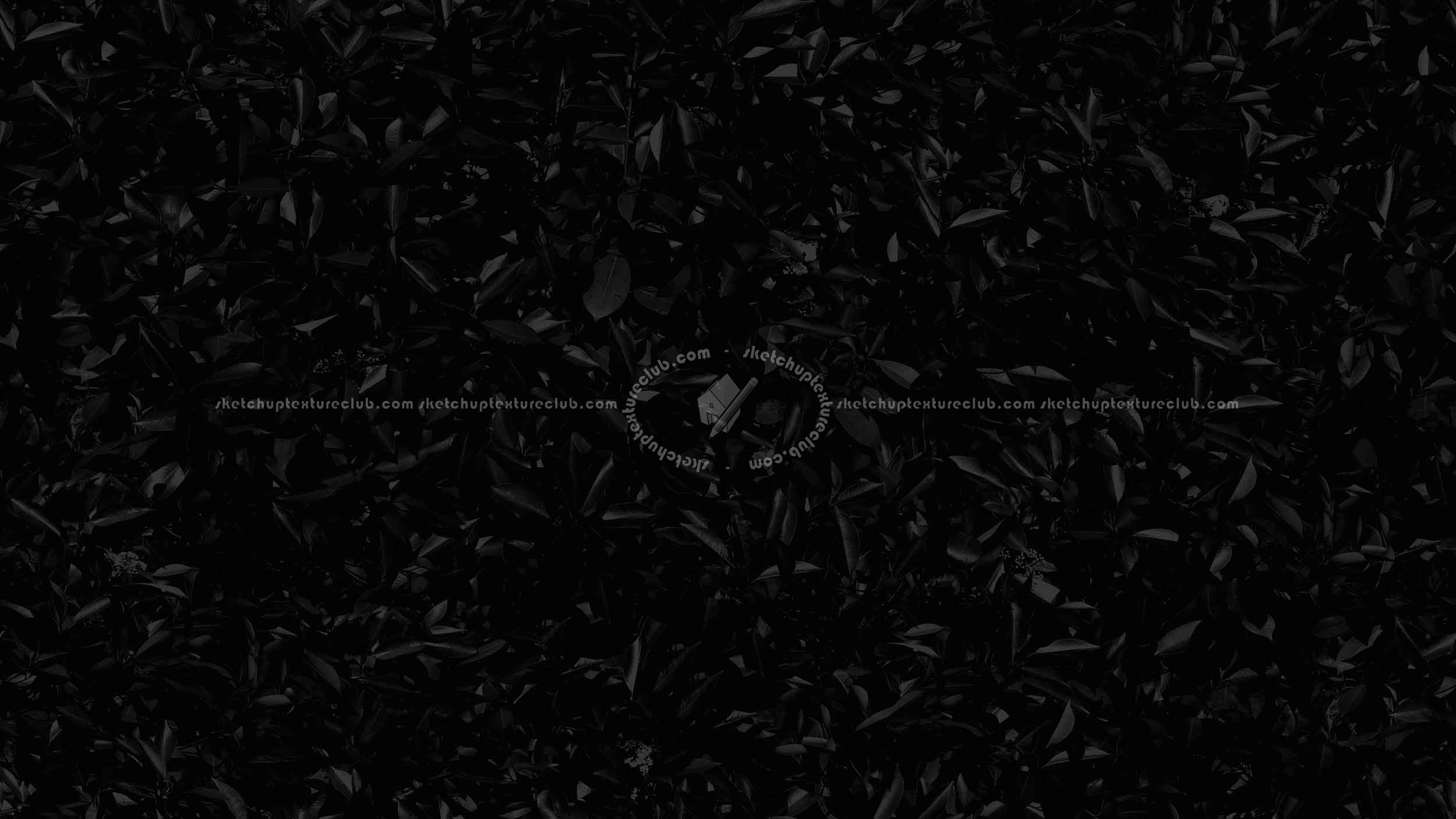 Textures   -   NATURE ELEMENTS   -   VEGETATION   -   Hedges  - Red robin hedge texture seamless 20691 - Specular