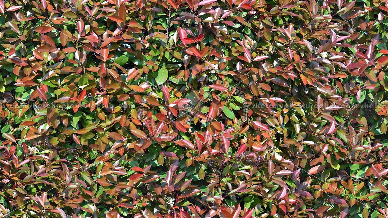 Textures   -   NATURE ELEMENTS   -   VEGETATION   -   Hedges  - Red robin hedge texture seamless 20691 (seamless)