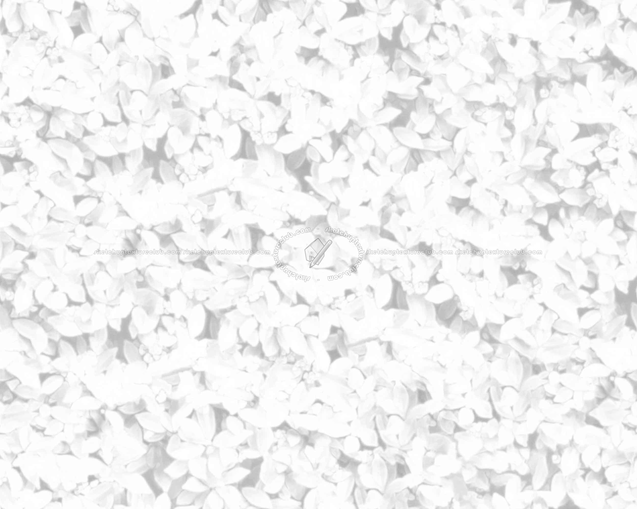 Textures   -   NATURE ELEMENTS   -   VEGETATION   -   Hedges  - Red robin hedge texture seamless 20692 - Ambient occlusion