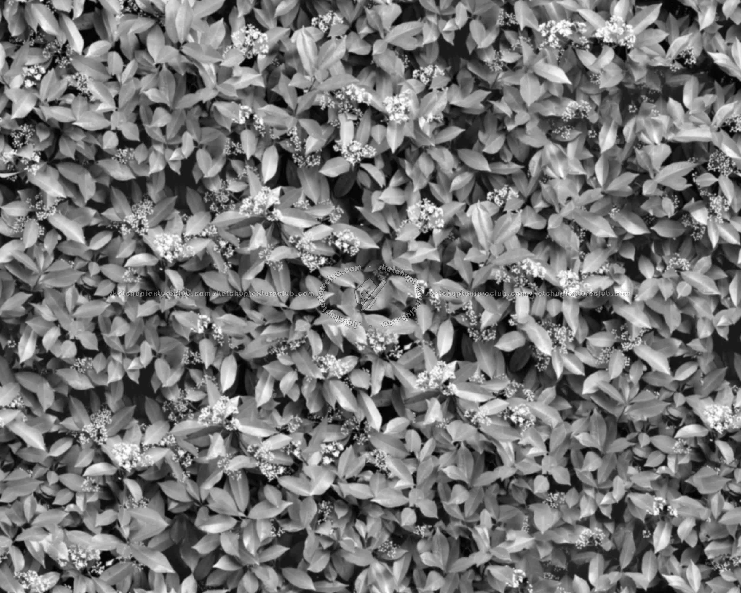 Textures   -   NATURE ELEMENTS   -   VEGETATION   -   Hedges  - Red robin hedge texture seamless 20692 - Bump