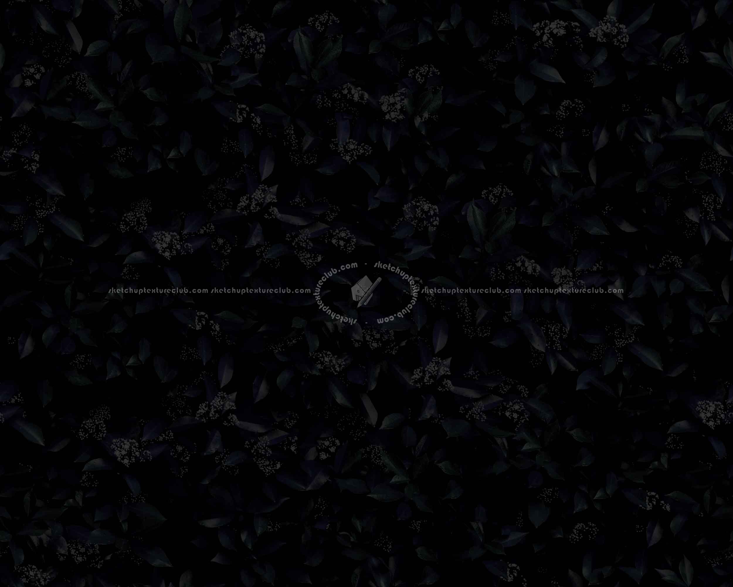 Textures   -   NATURE ELEMENTS   -   VEGETATION   -   Hedges  - Red robin hedge texture seamless 20692 - Specular