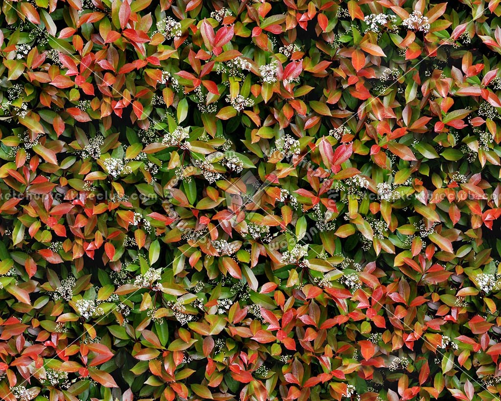 Textures   -   NATURE ELEMENTS   -   VEGETATION   -   Hedges  - Red robin hedge texture seamless 20692 (seamless)