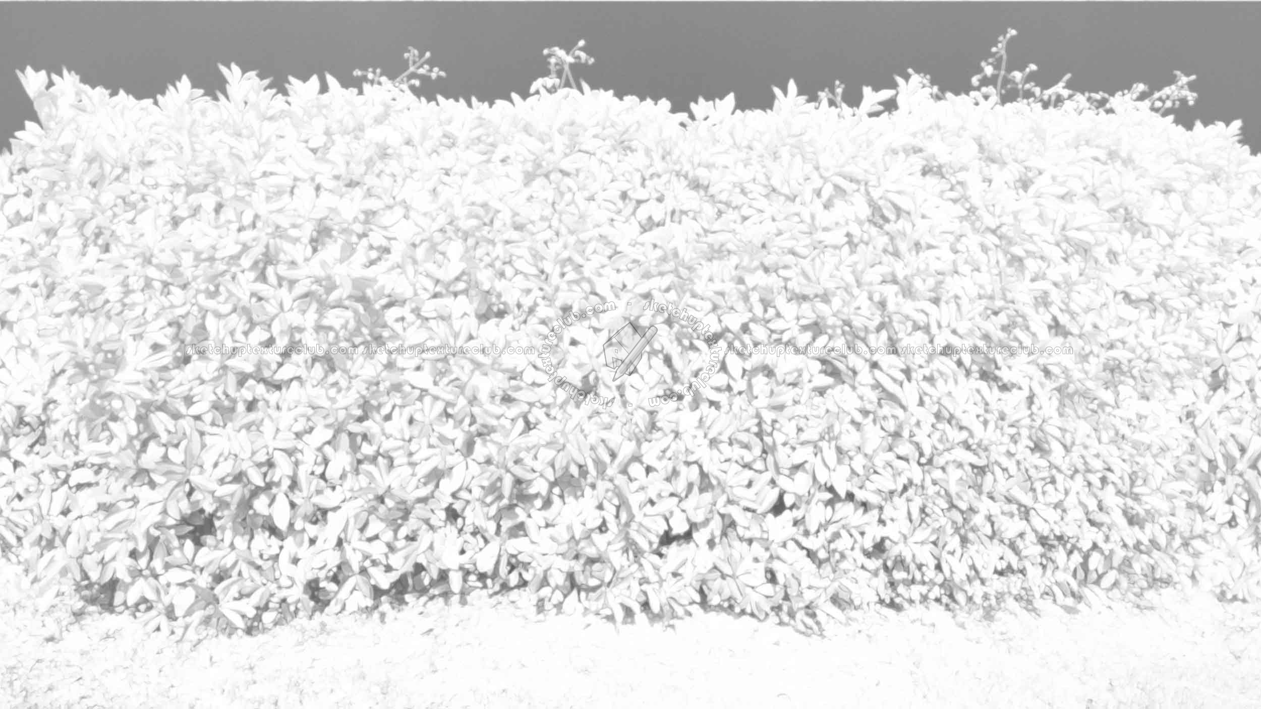 Textures   -   NATURE ELEMENTS   -   VEGETATION   -   Hedges  - Cut out red robin hedge texture seamless 20696 - Ambient occlusion