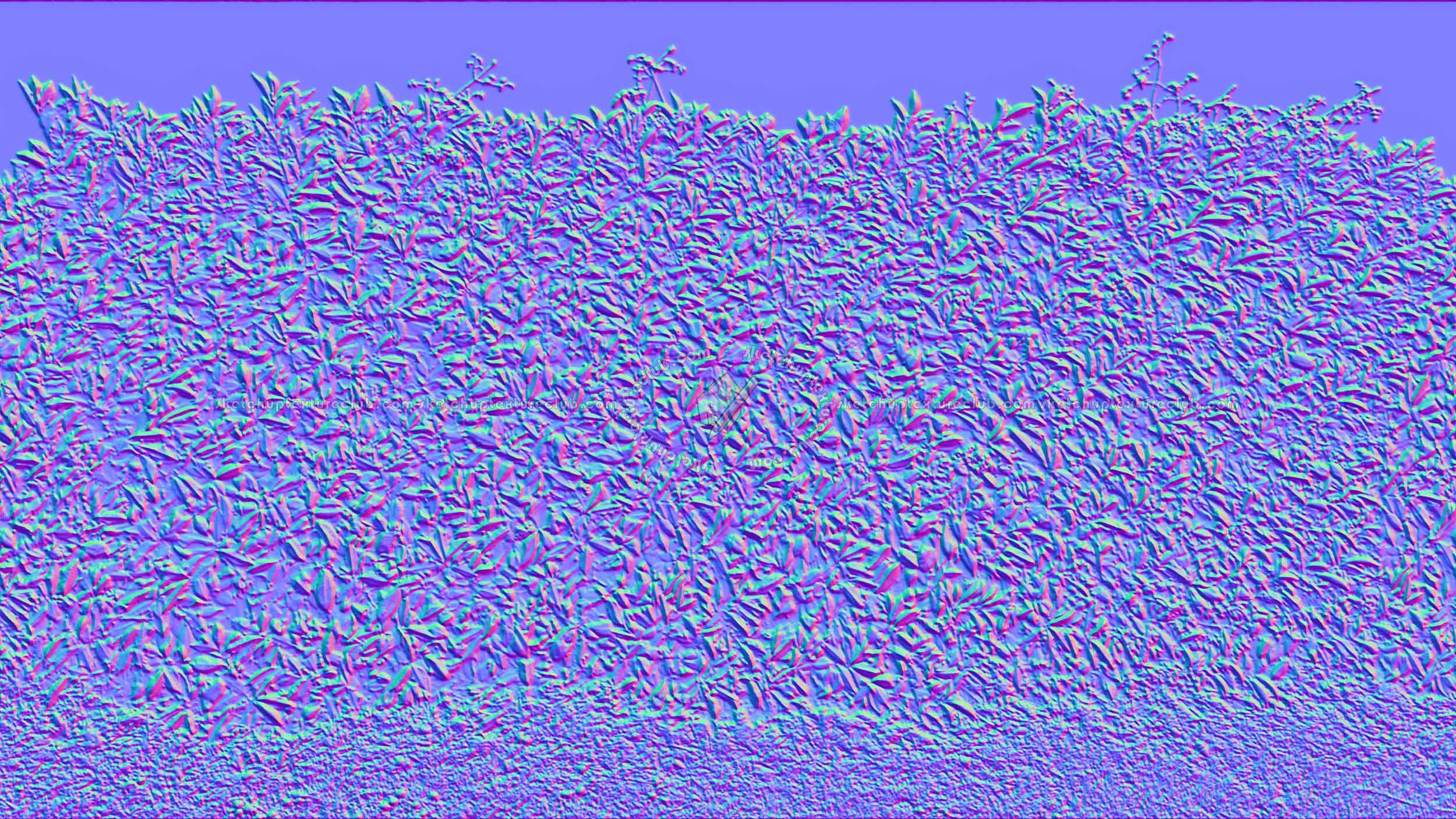 Textures   -   NATURE ELEMENTS   -   VEGETATION   -   Hedges  - Cut out red robin hedge texture seamless 20696 - Normal