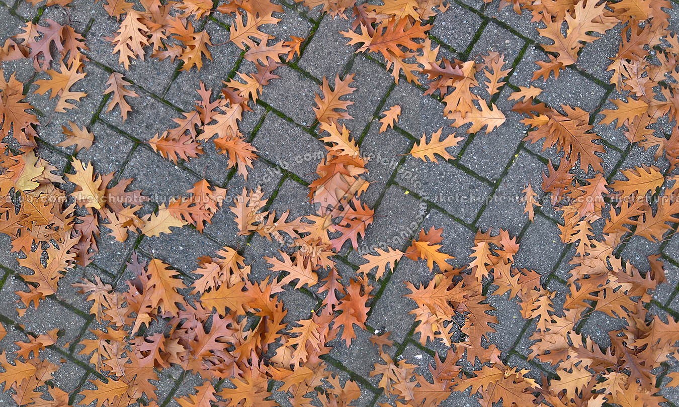 Textures   -   ARCHITECTURE   -   PAVING OUTDOOR   -   Concrete   -   Herringbone  - Herringbone concrete paving outdoor with leaves dead texture seamless 19282 (seamless)