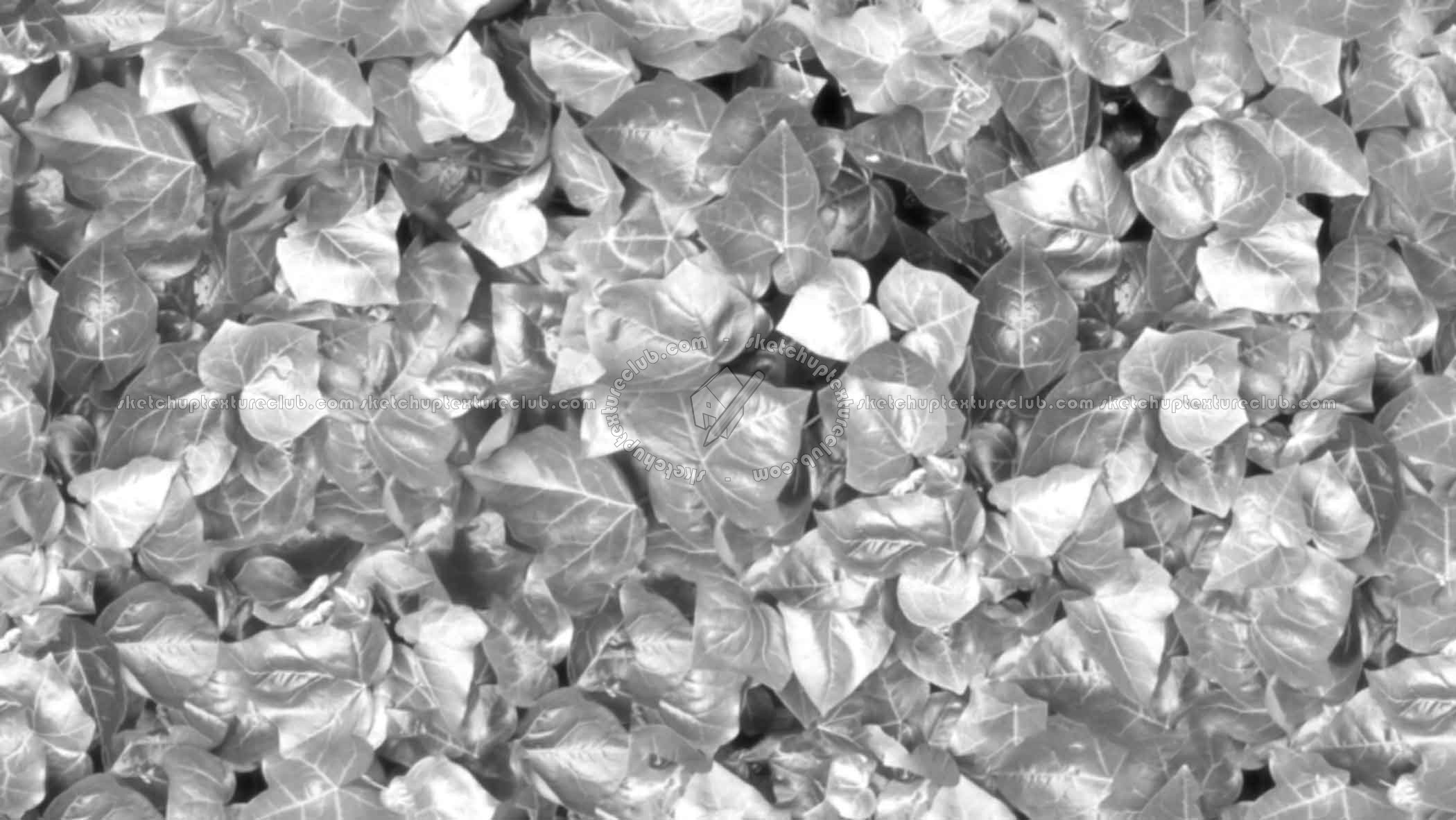 Textures - NATURE ELEMENTS - VEGETATION - Hedges - Ivy hedge texture seamless 20734 - Bump