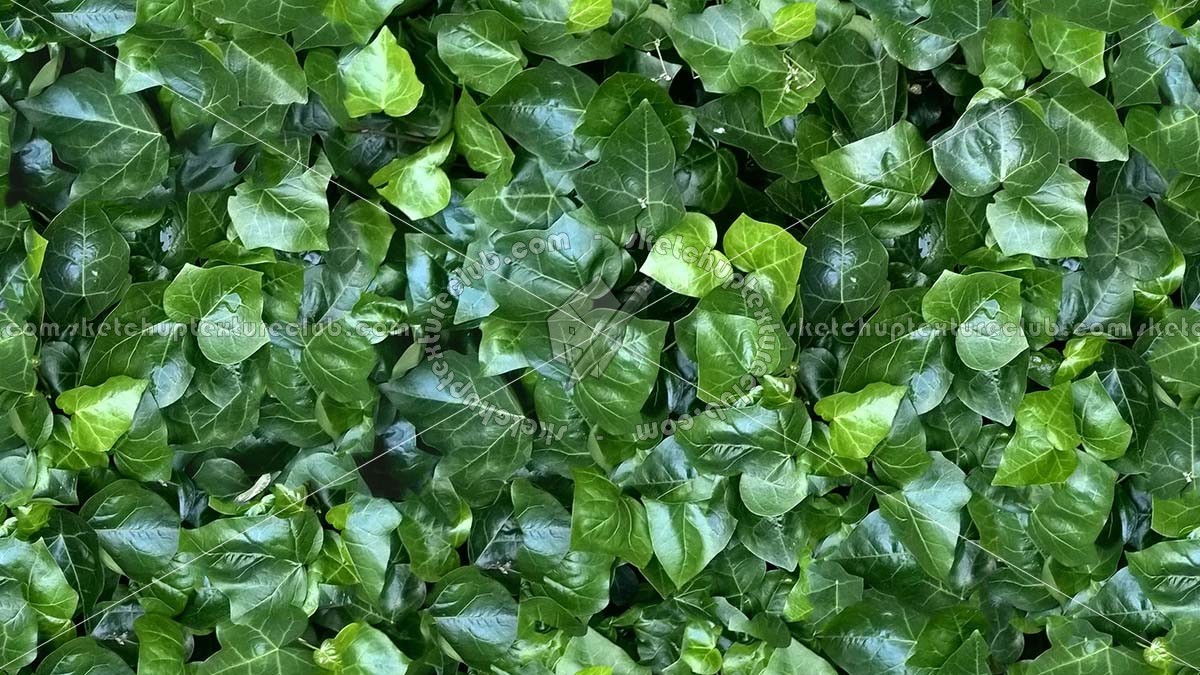 Textures - NATURE ELEMENTS - VEGETATION - Hedges - Ivy hedge texture seamless 20734 (seamless)