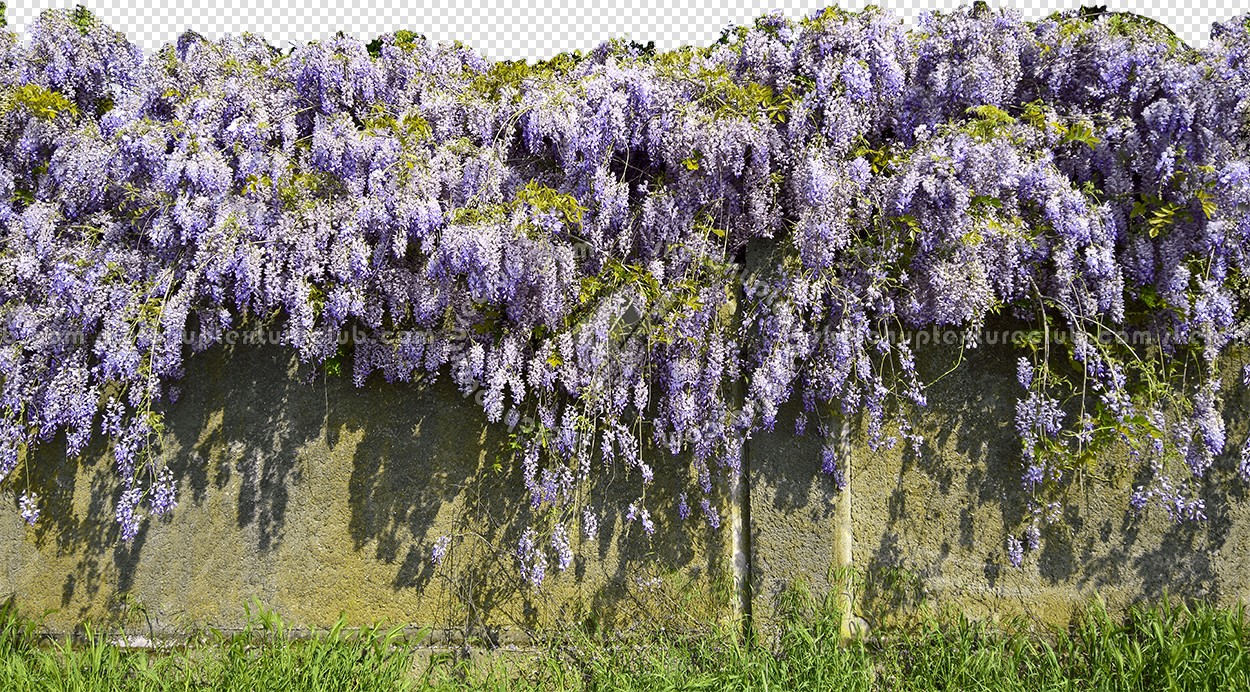Textures   -   NATURE ELEMENTS   -   VEGETATION   -   Hedges  - Cement wall with wisteria cut out seamless 20735 (seamless)