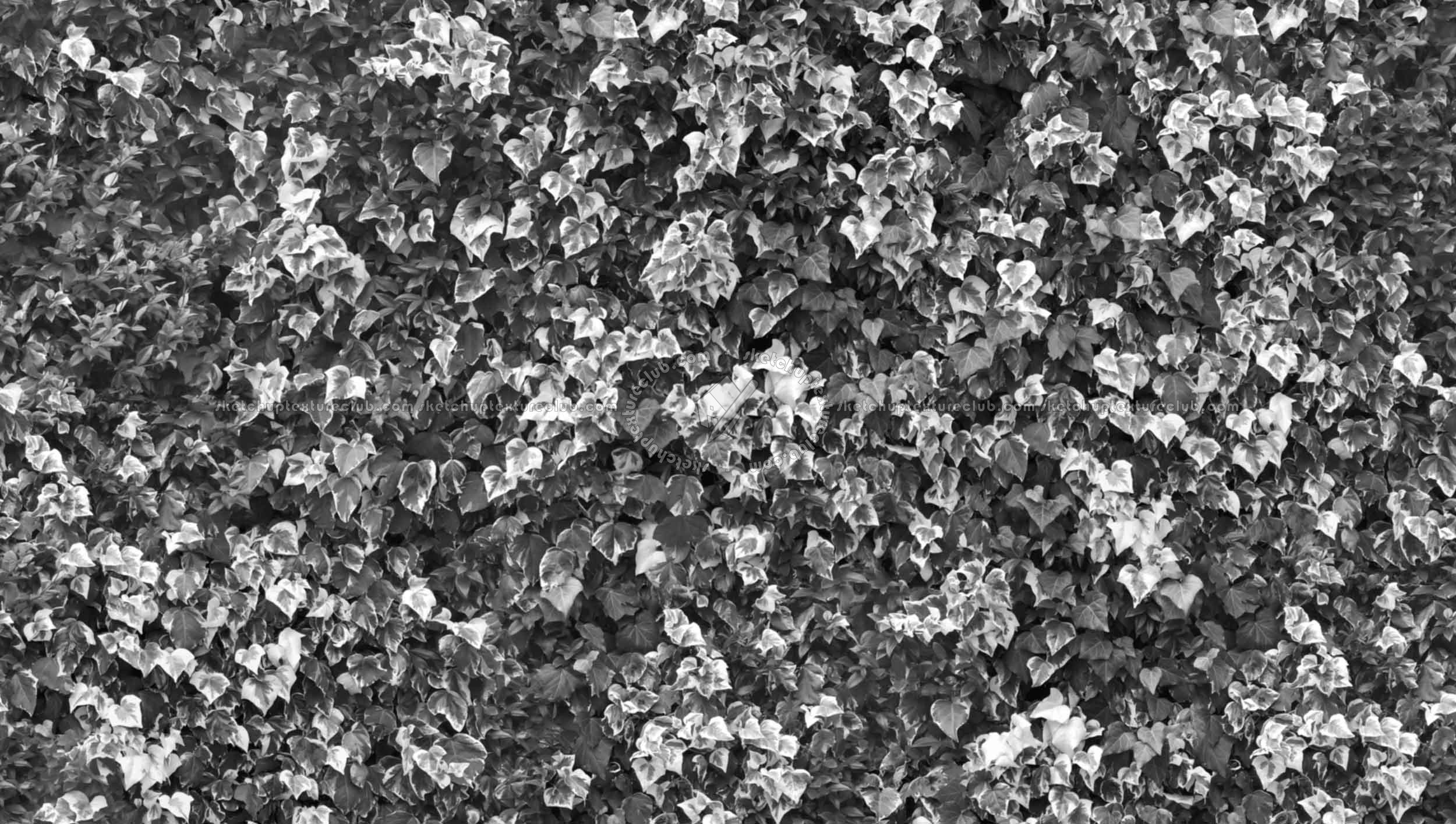 Textures   -   NATURE ELEMENTS   -   VEGETATION   -   Hedges  - Climbing ivy texture seamless 20775 - Bump