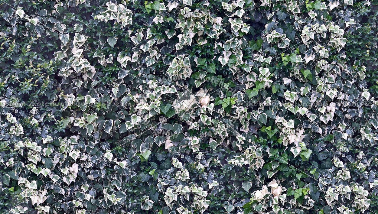 Textures   -   NATURE ELEMENTS   -   VEGETATION   -   Hedges  - Climbing ivy texture seamless 20775 (seamless)