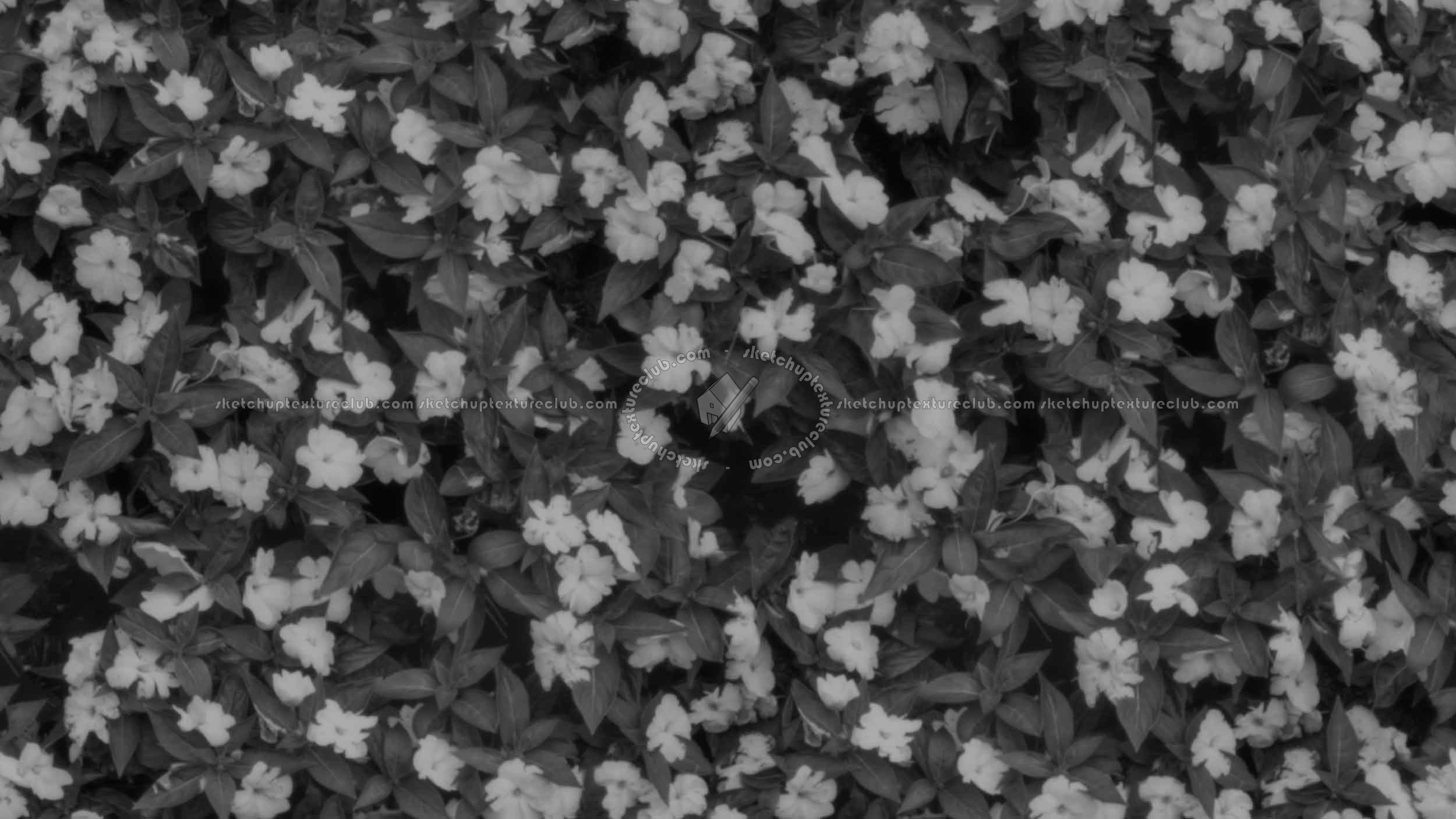 Textures - NATURE ELEMENTS - VEGETATION - Hedges - Flowered hedge texture seamless 20780 - Displacement