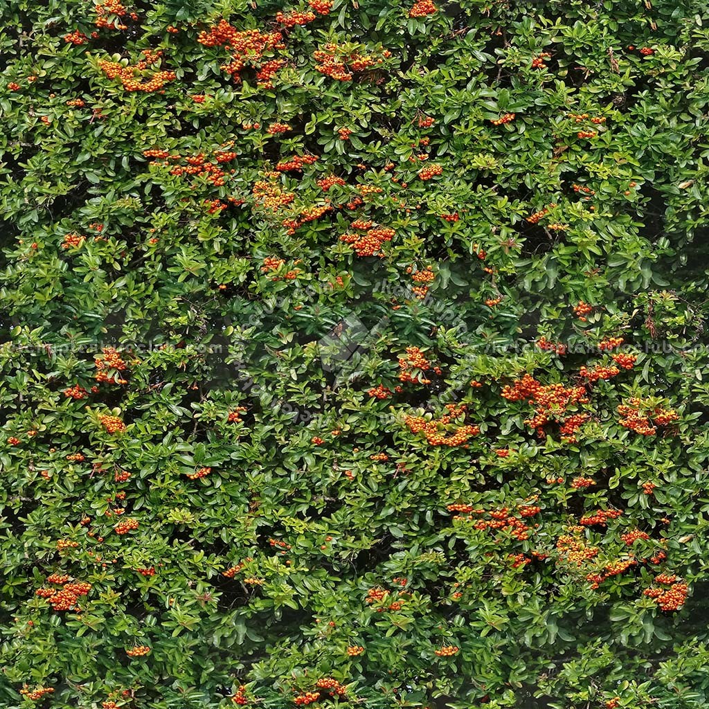 Textures   -   NATURE ELEMENTS   -   VEGETATION   -   Hedges  - red piracanta hedge texture-seamless 21345