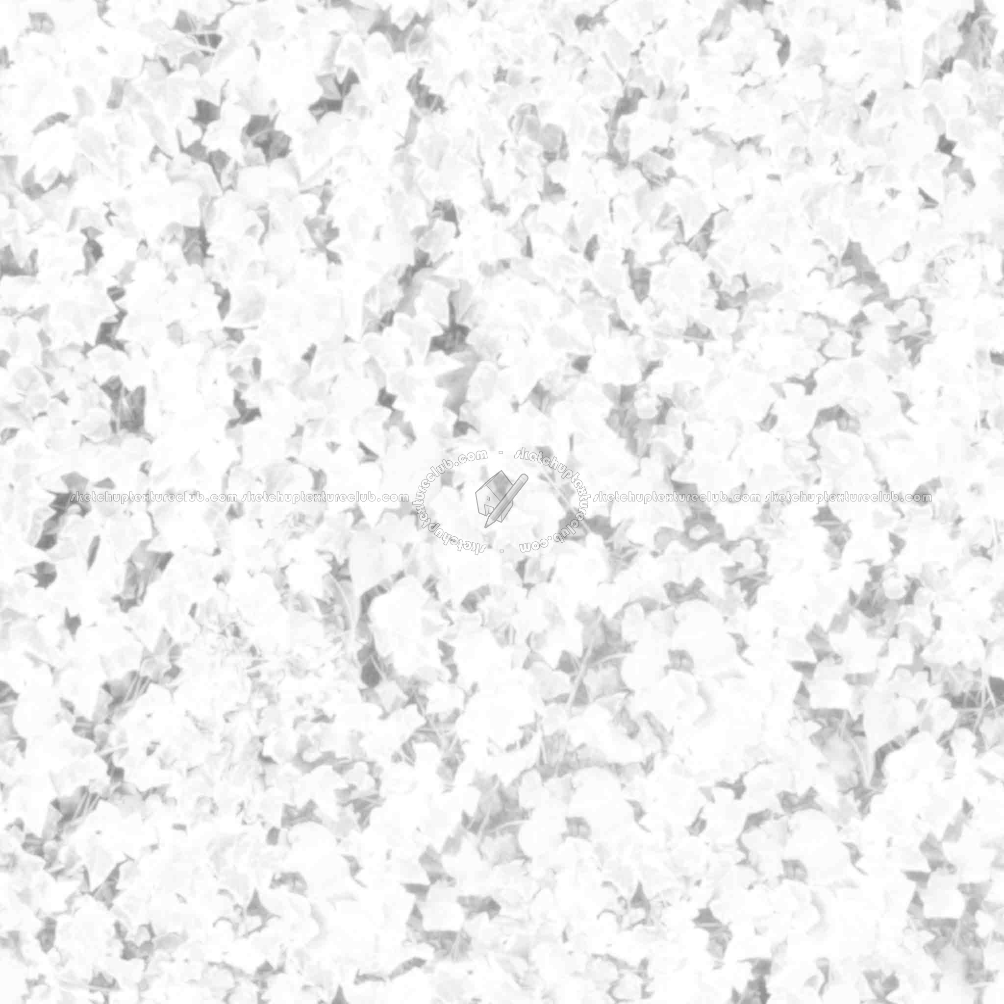 Textures   -   NATURE ELEMENTS   -   VEGETATION   -   Hedges  - ivy hedge PBR texture seamless 21451 - Ambient occlusion